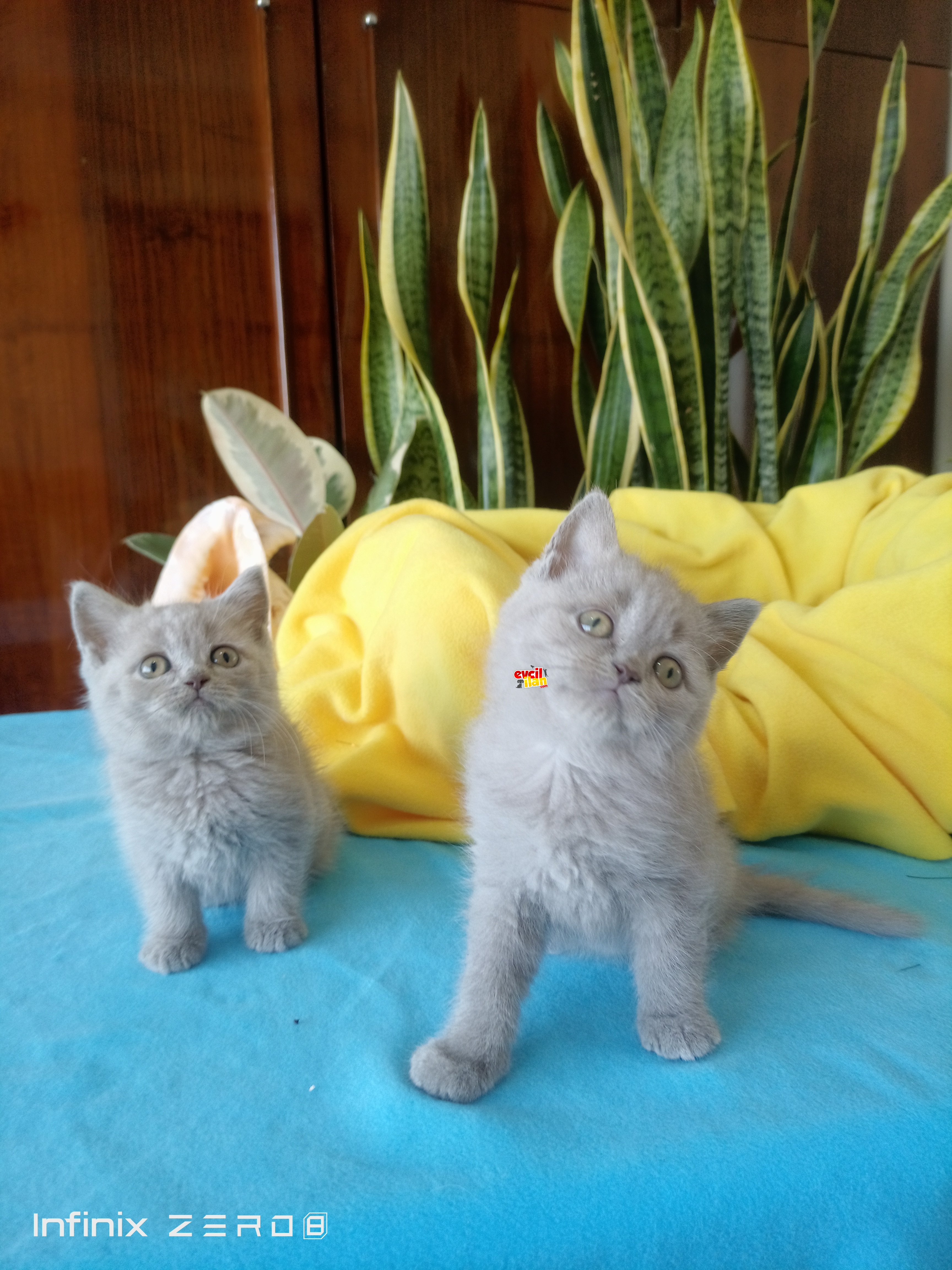 British shorthair yavrular