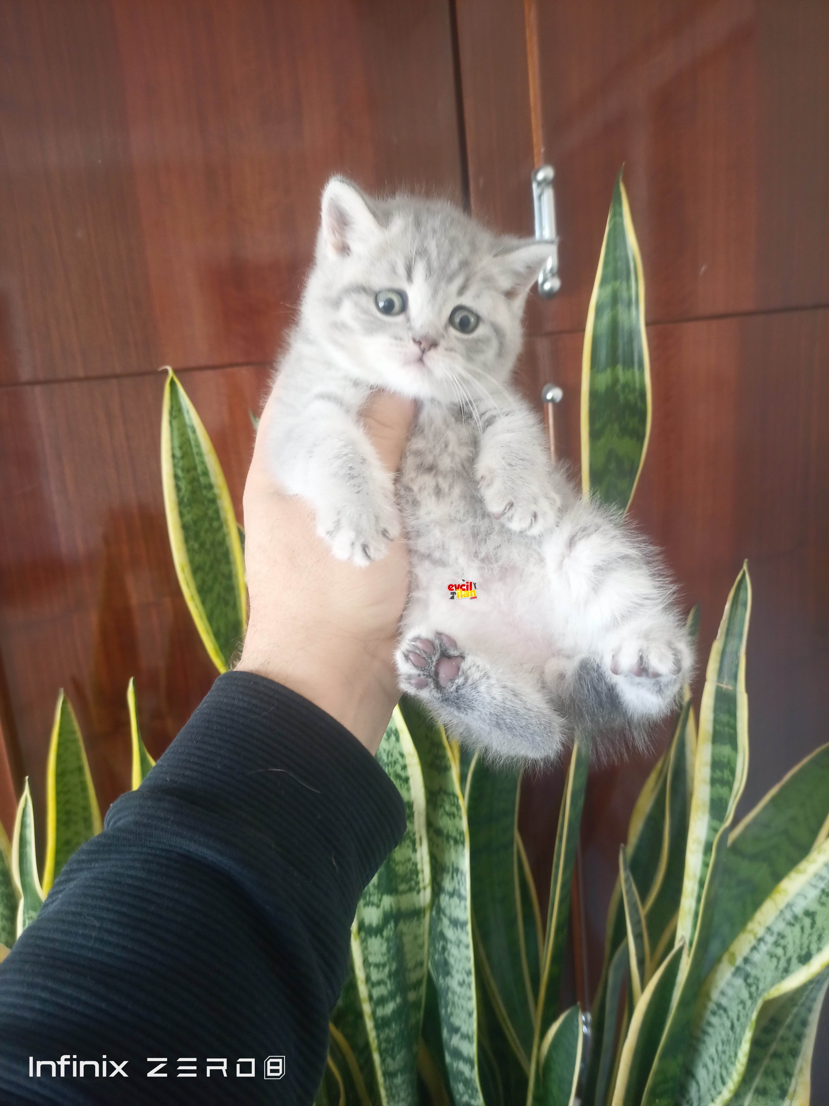 British shorthair yavrular