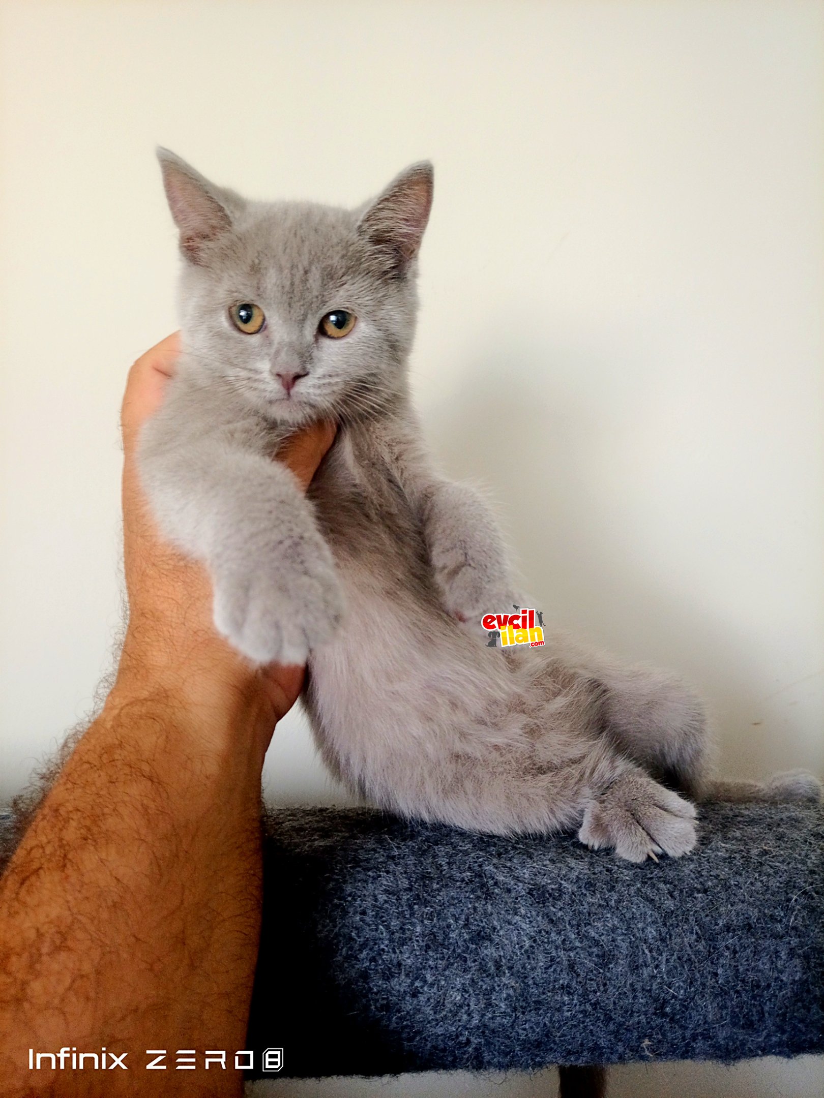 British shorthair yavrular 