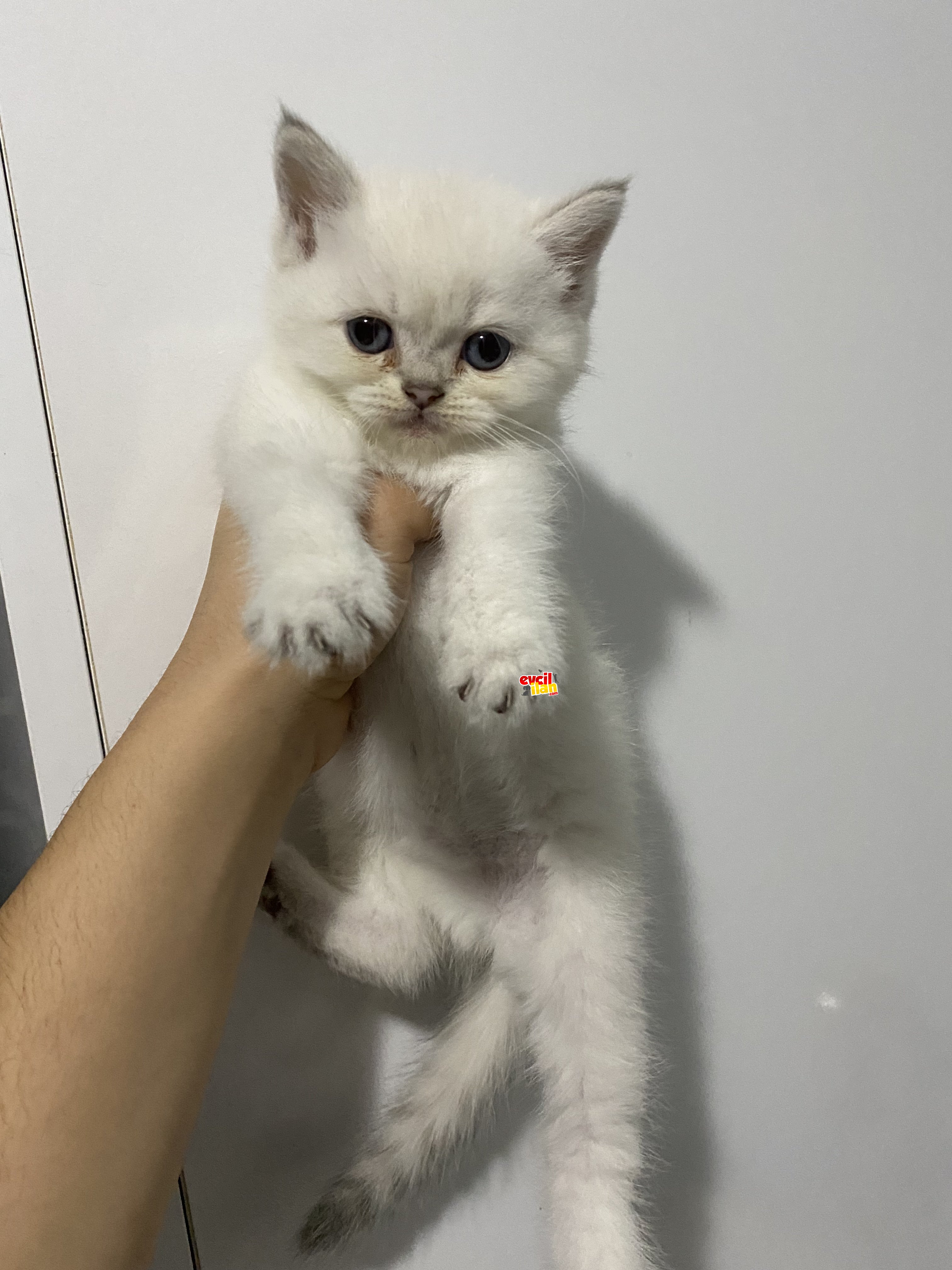 British Shorthair yavrular 