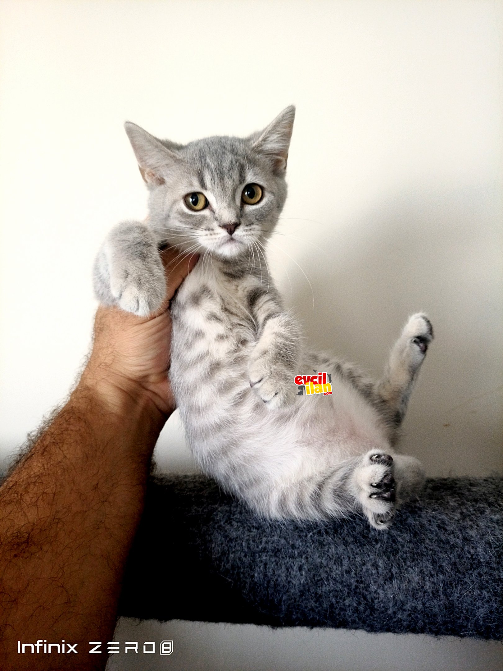 British shorthair yavrular 