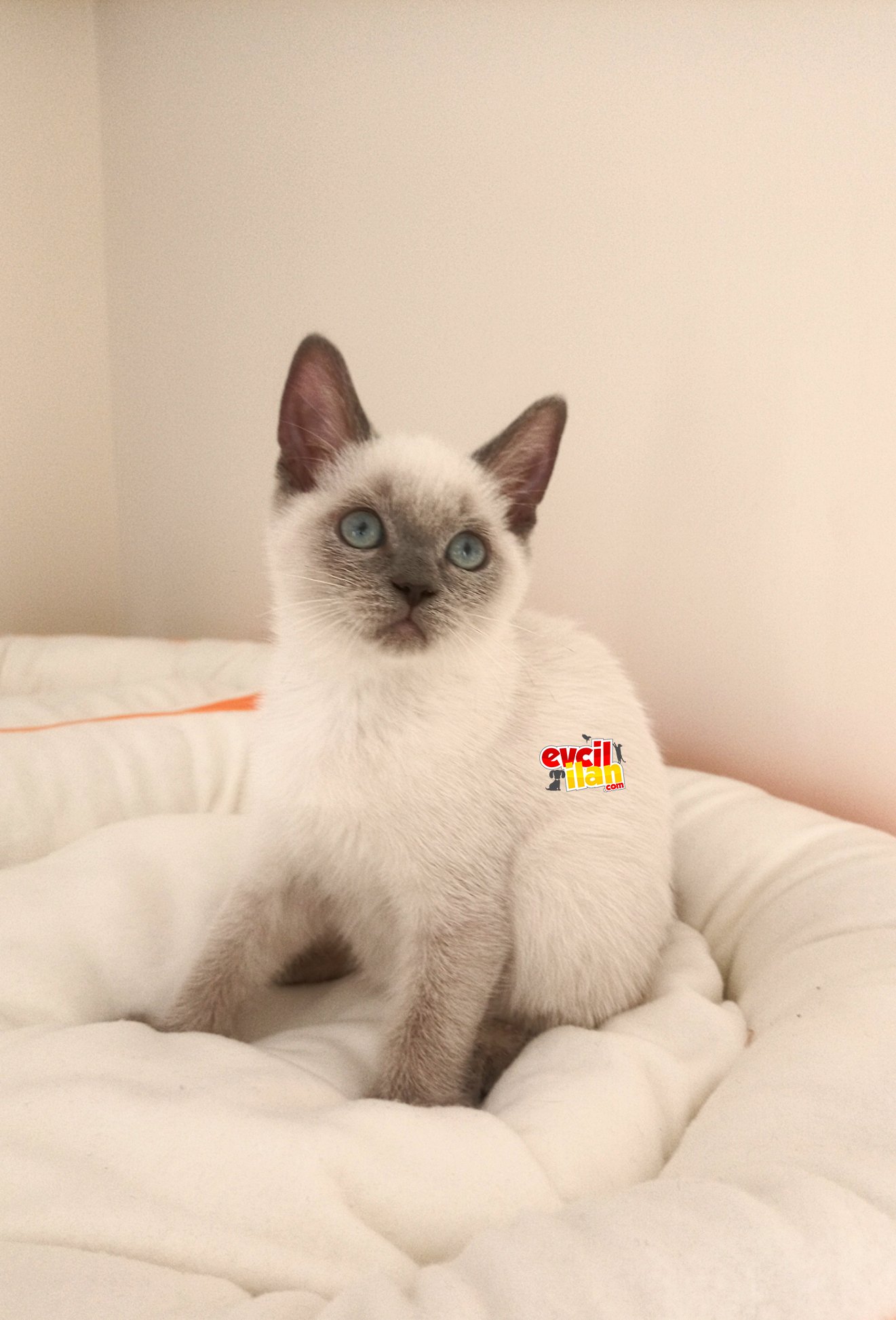 British shorthair yavrular