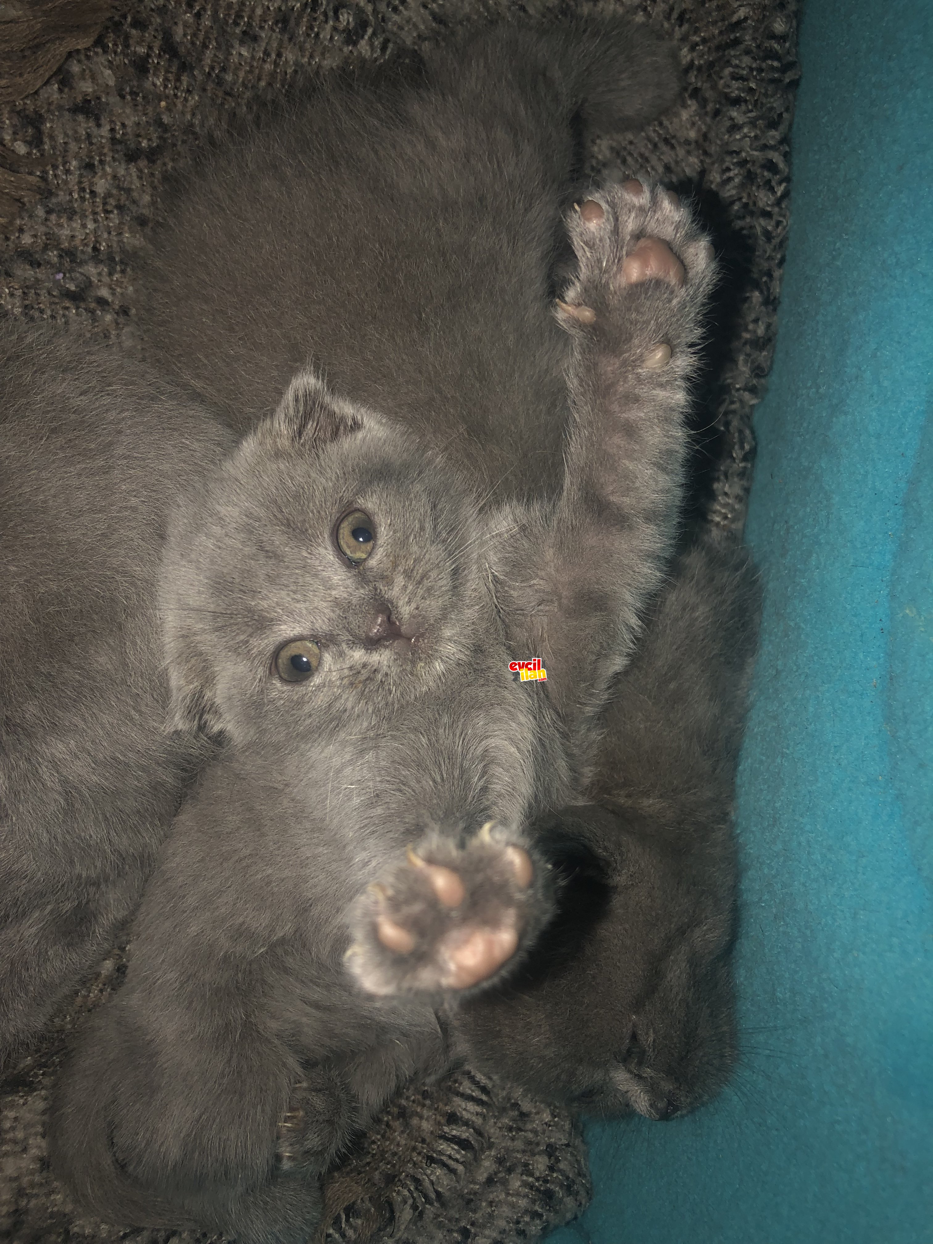 British shorthair yavrulara yuva arıyorum 