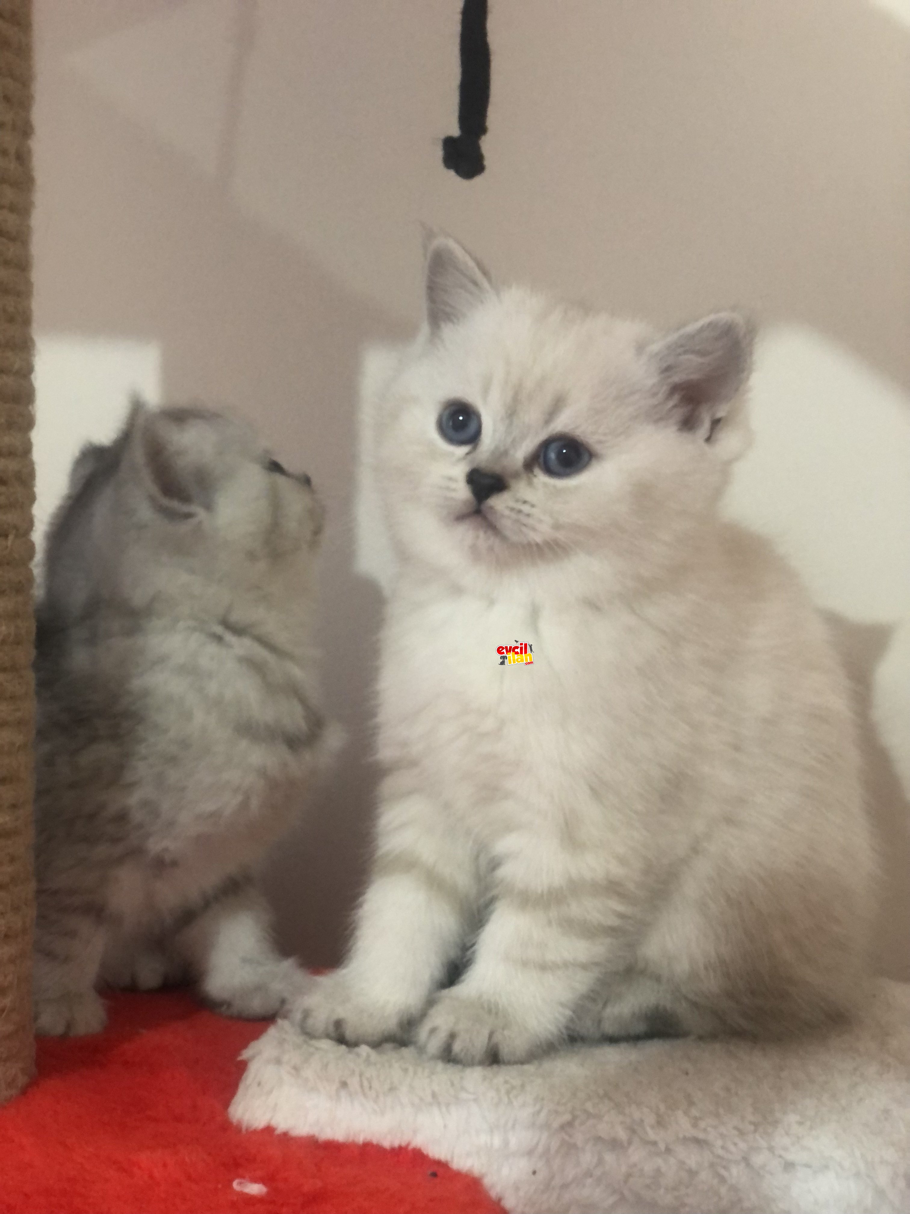 British Shorthair yavruları 