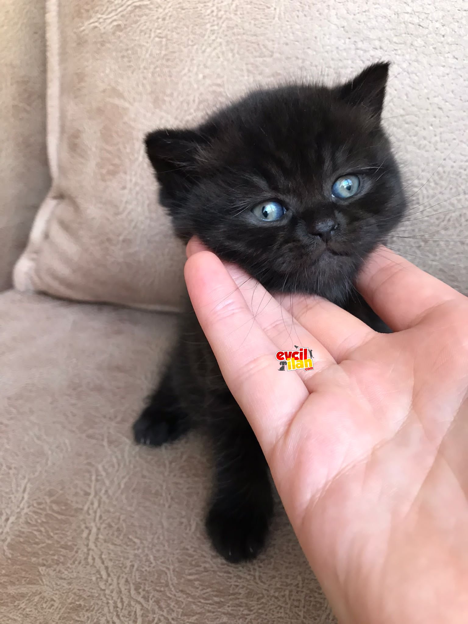 British shorthair yavrularım