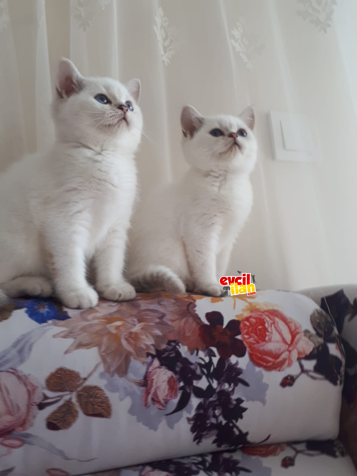 British shorthair yavrularım