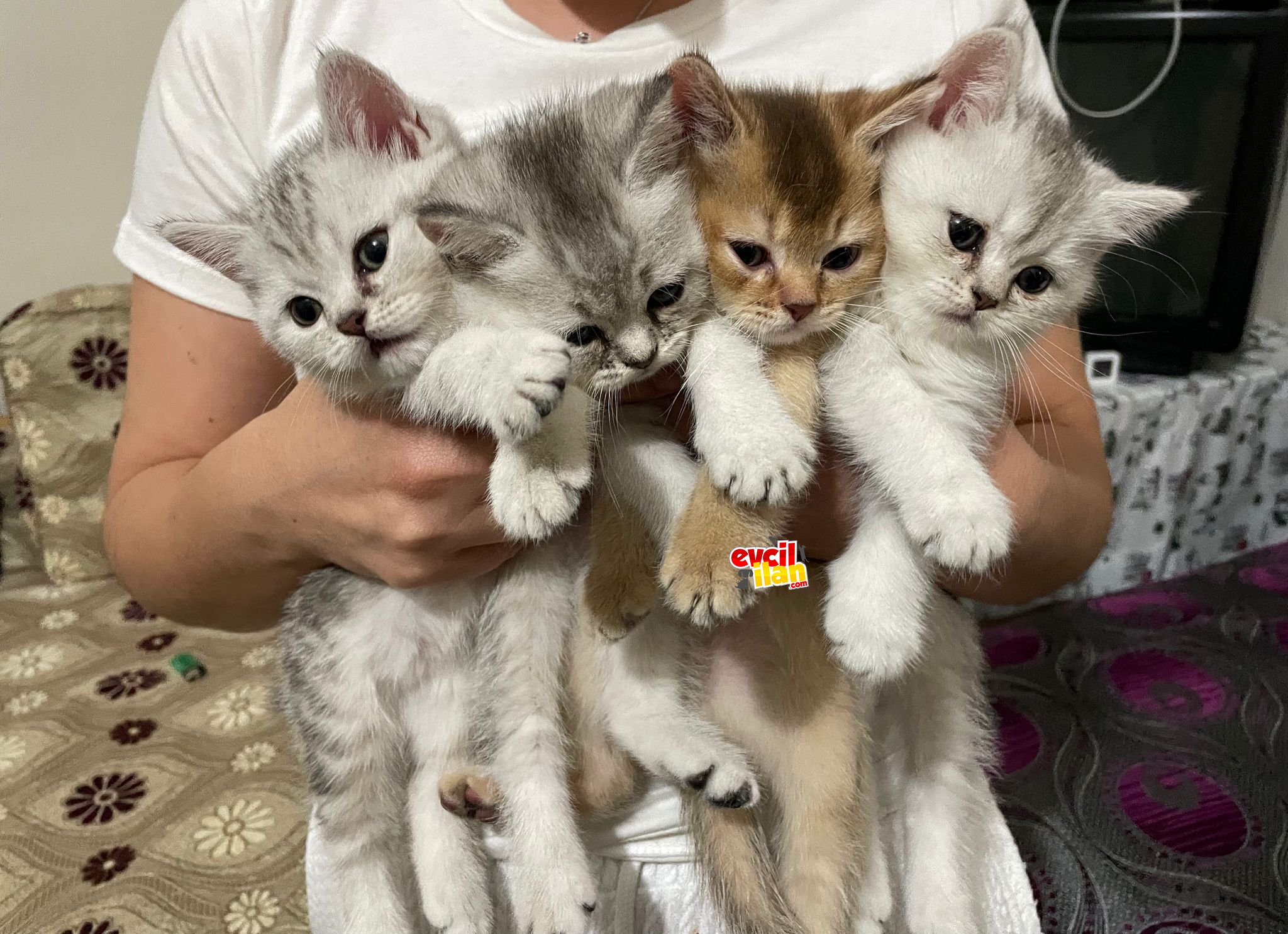 British shorthair yavrularımız ömürlük sahiplerini arıyor 