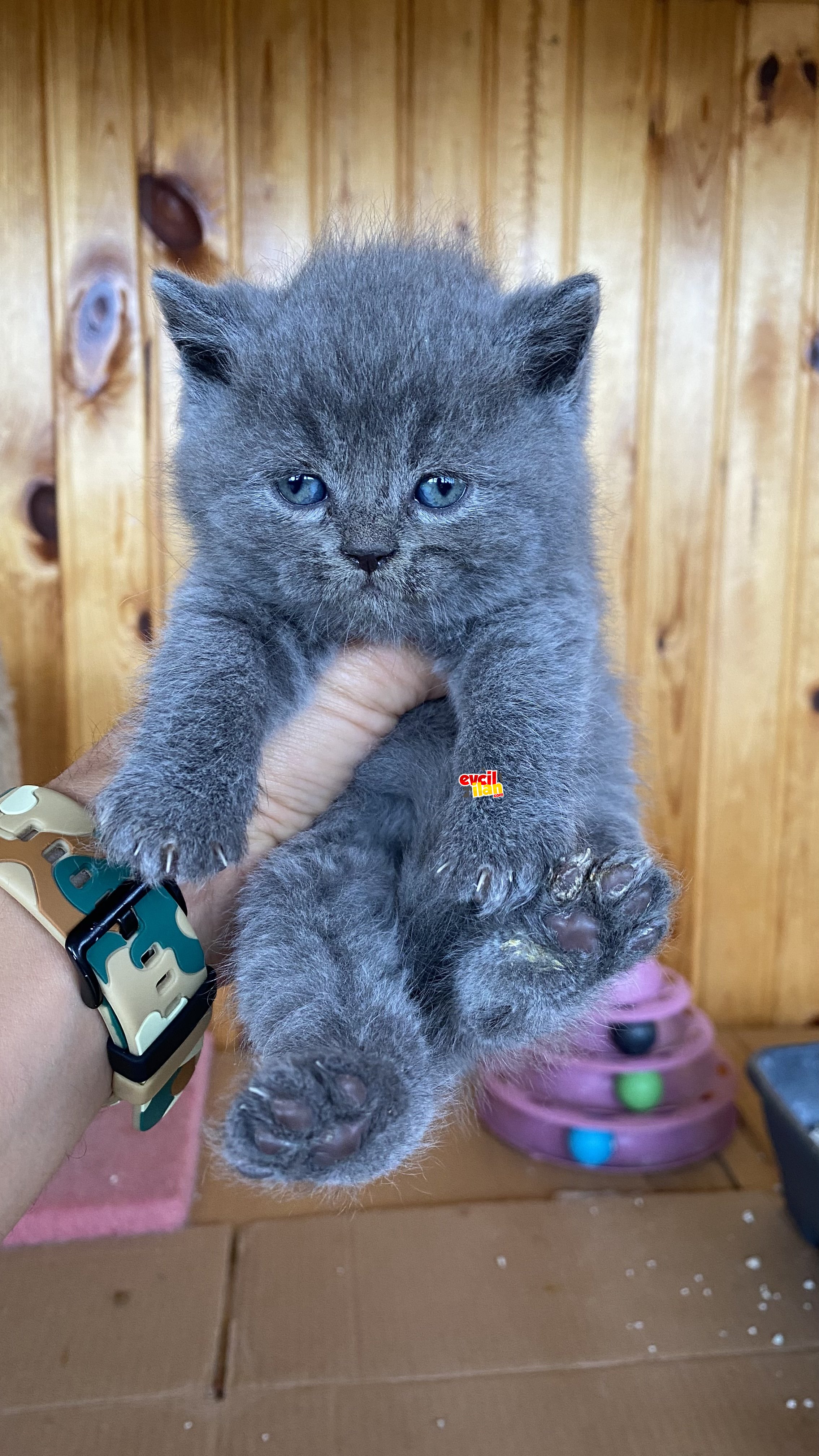 British Shorthair yavrularımız yeni evine gitmeye hazırlar