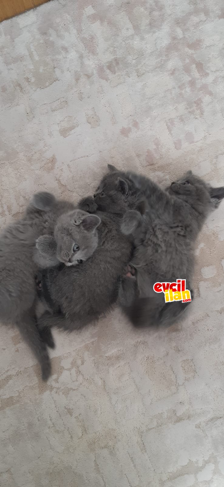 British Shorthair yavrularımız yeni yuvalarını arıyor (=^･ω･^=)