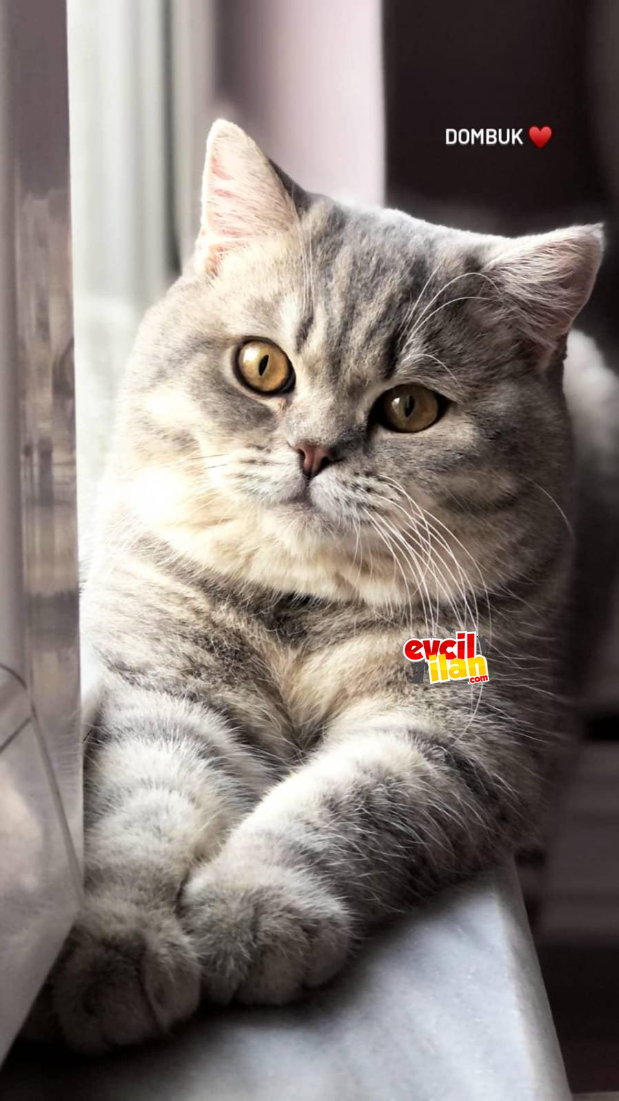 British shorthair yavrularımız yeni yuvasını bekliyor