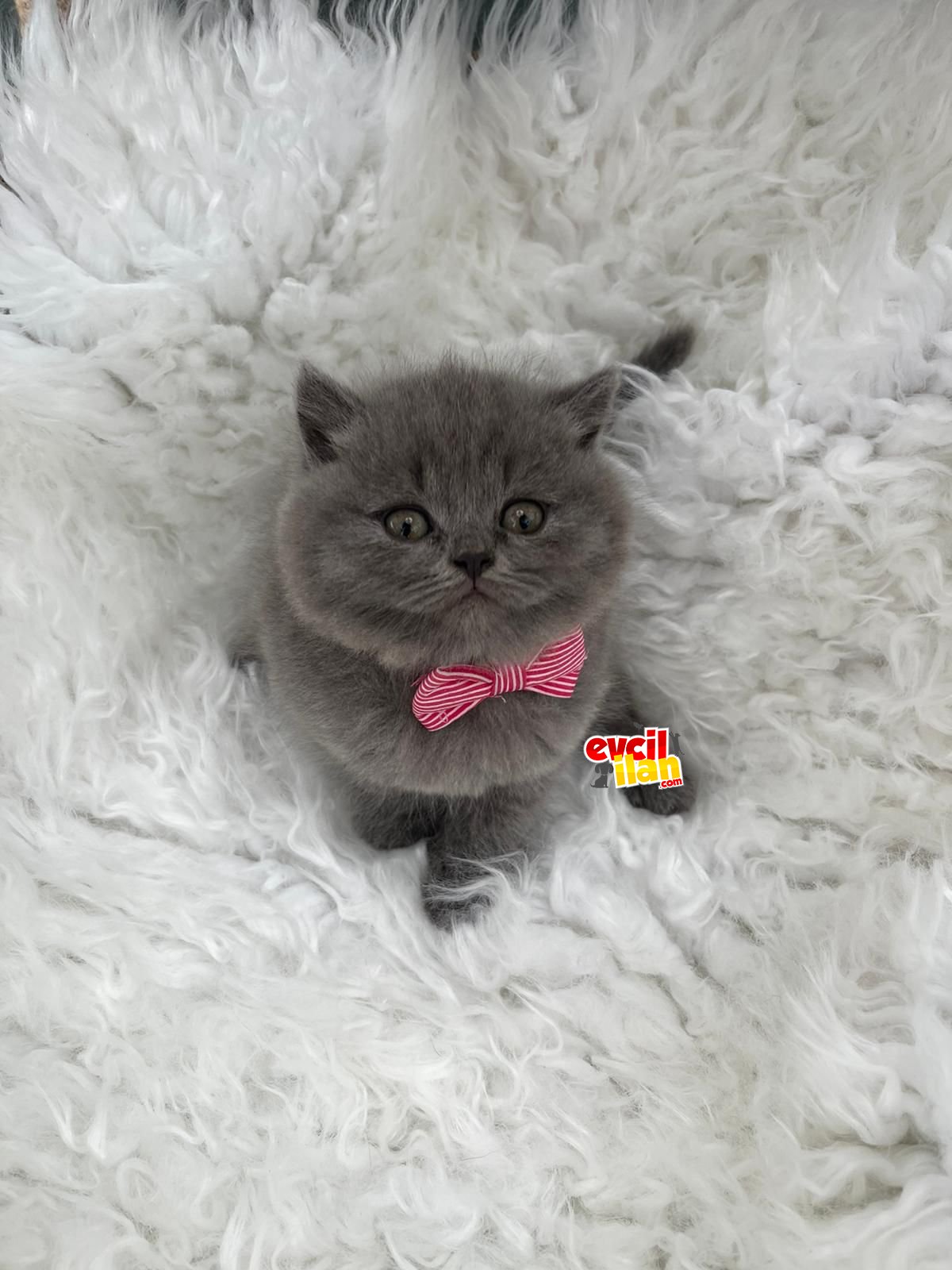 British Shorthair Yavrularımız Yuvasını Arıyor