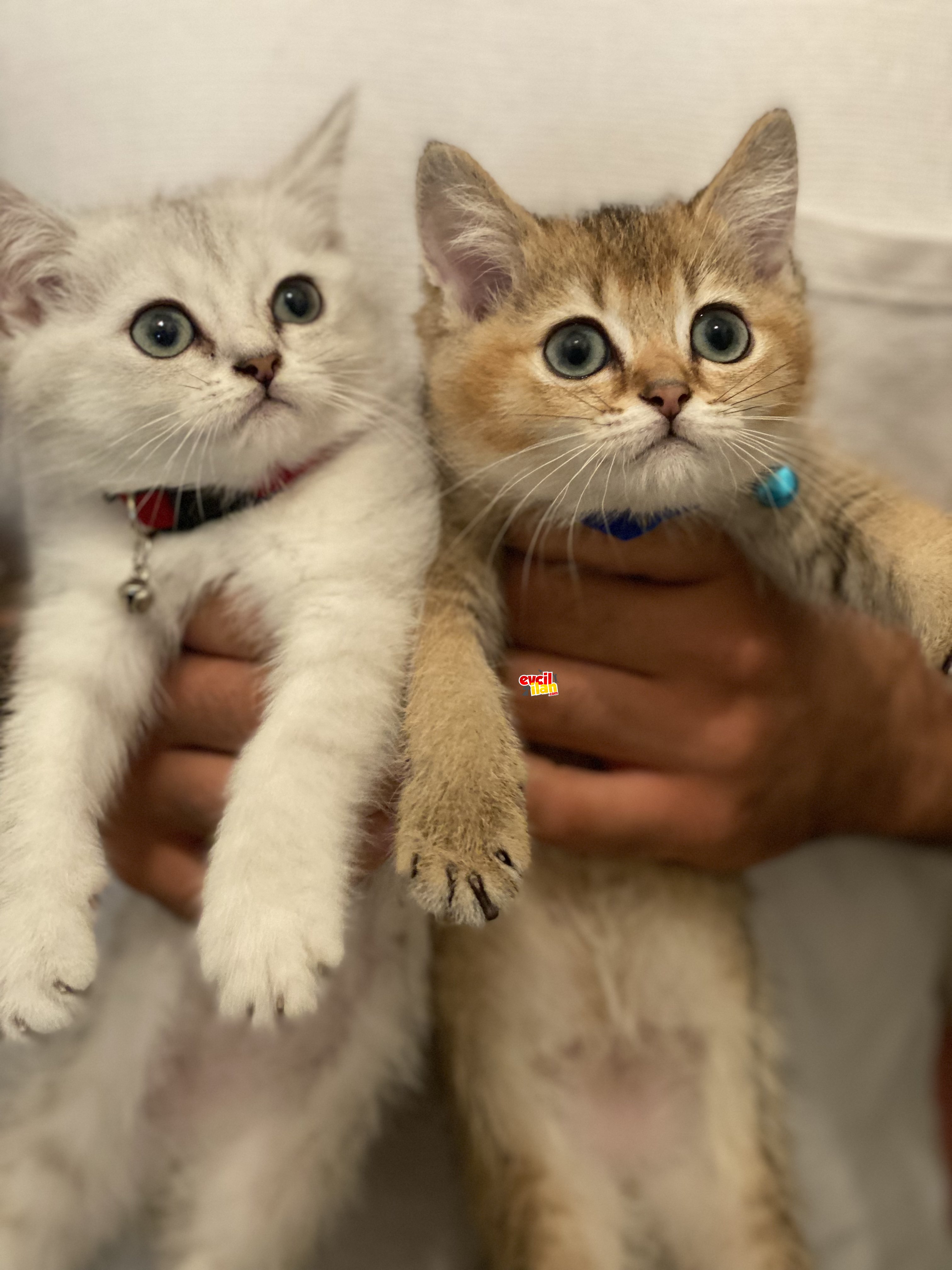 British shorthair yavrularımız