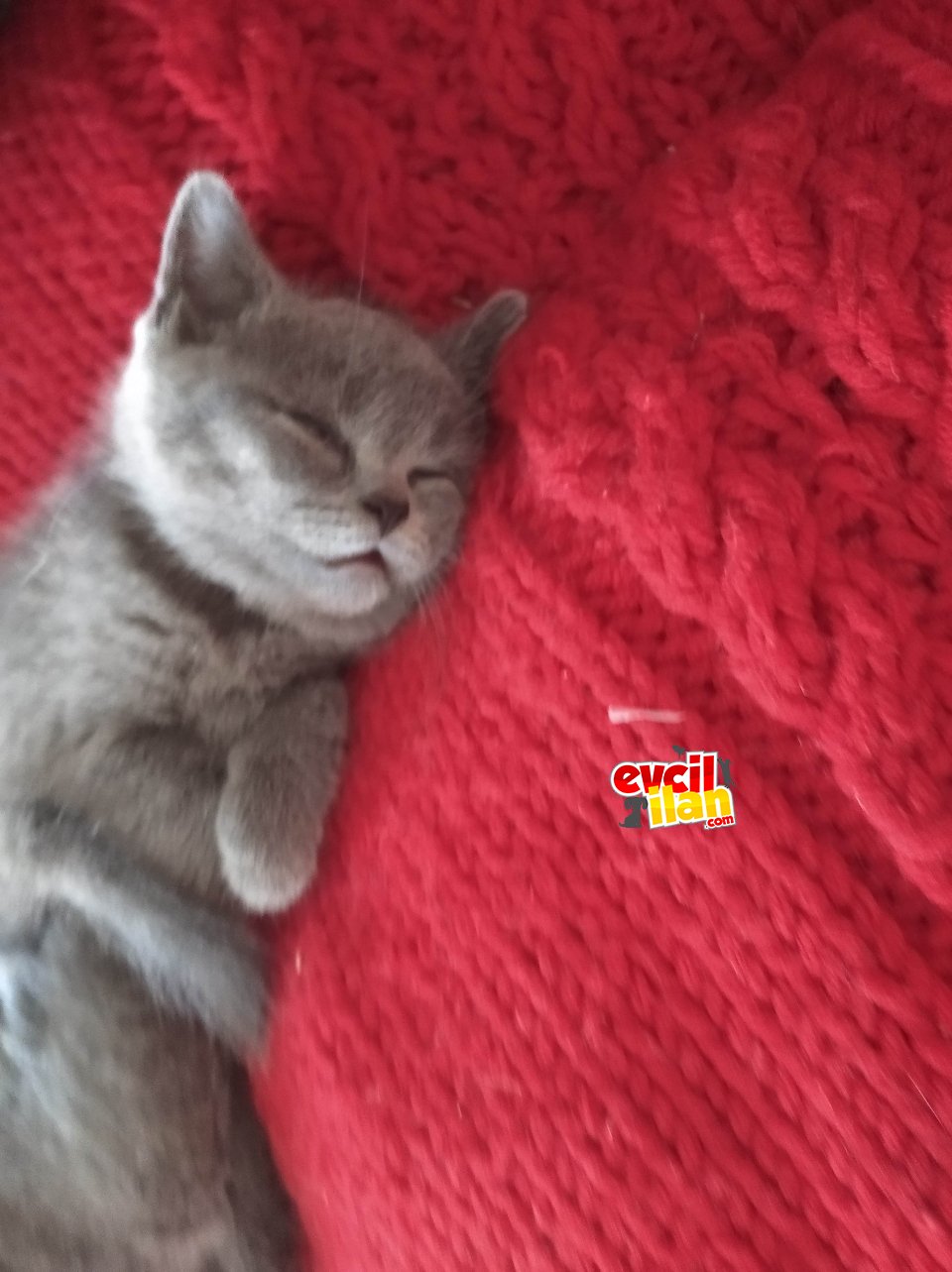 British Shorthair Yavrularımızı Sahiplendireceğiz