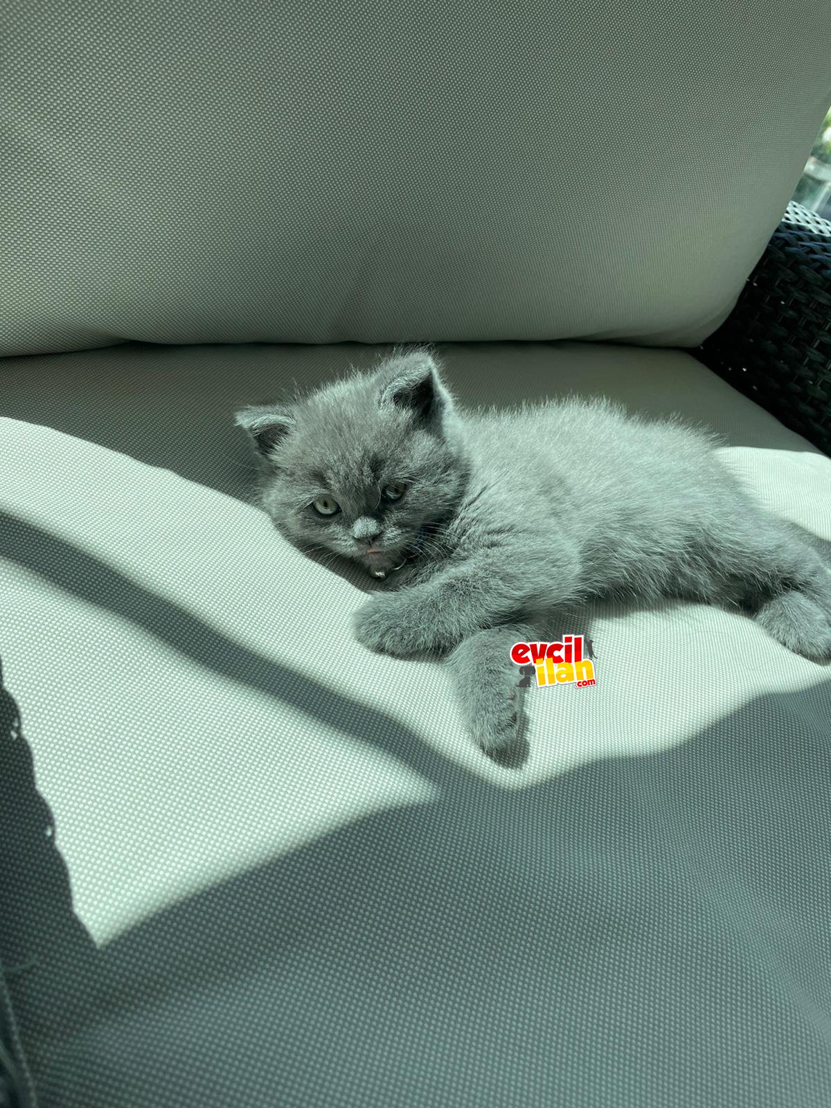 British shorthair yavrumuz yeni yuvasını bekliyor