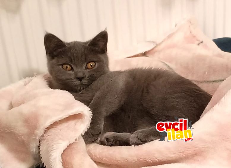 British shorthair yavrumuz
