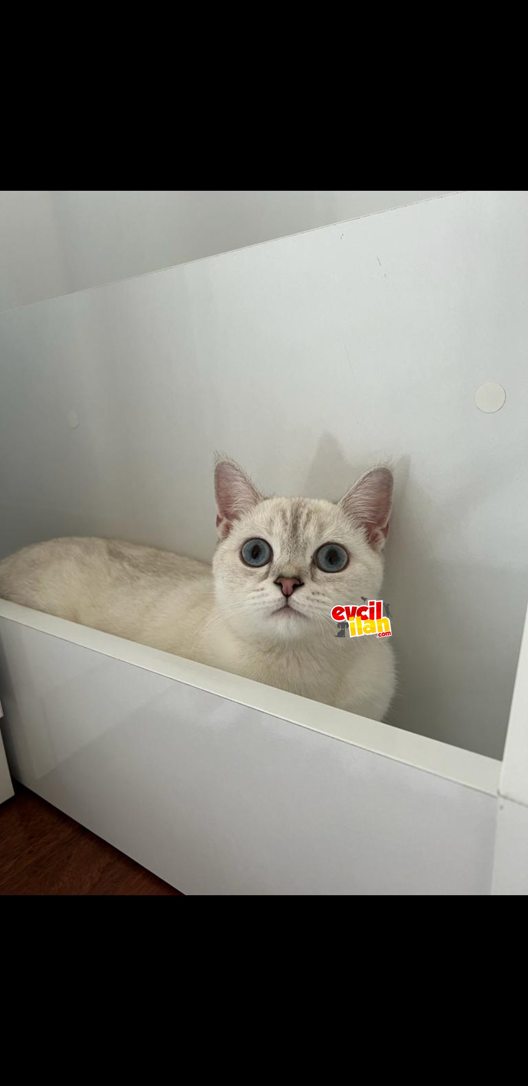 British Shorthair Yavrumuz 