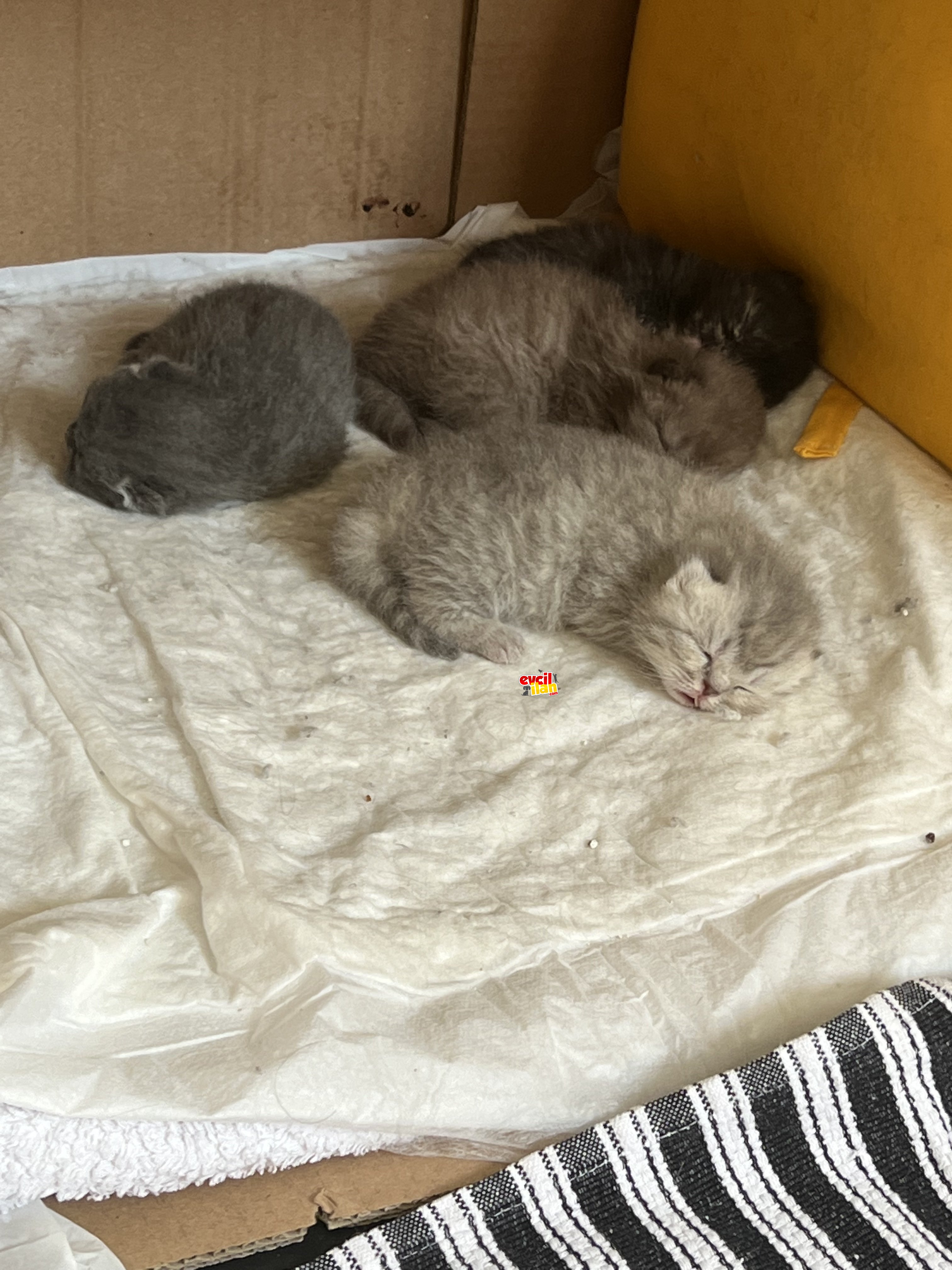 British shorthair yeni doğmuş secereli bebekler