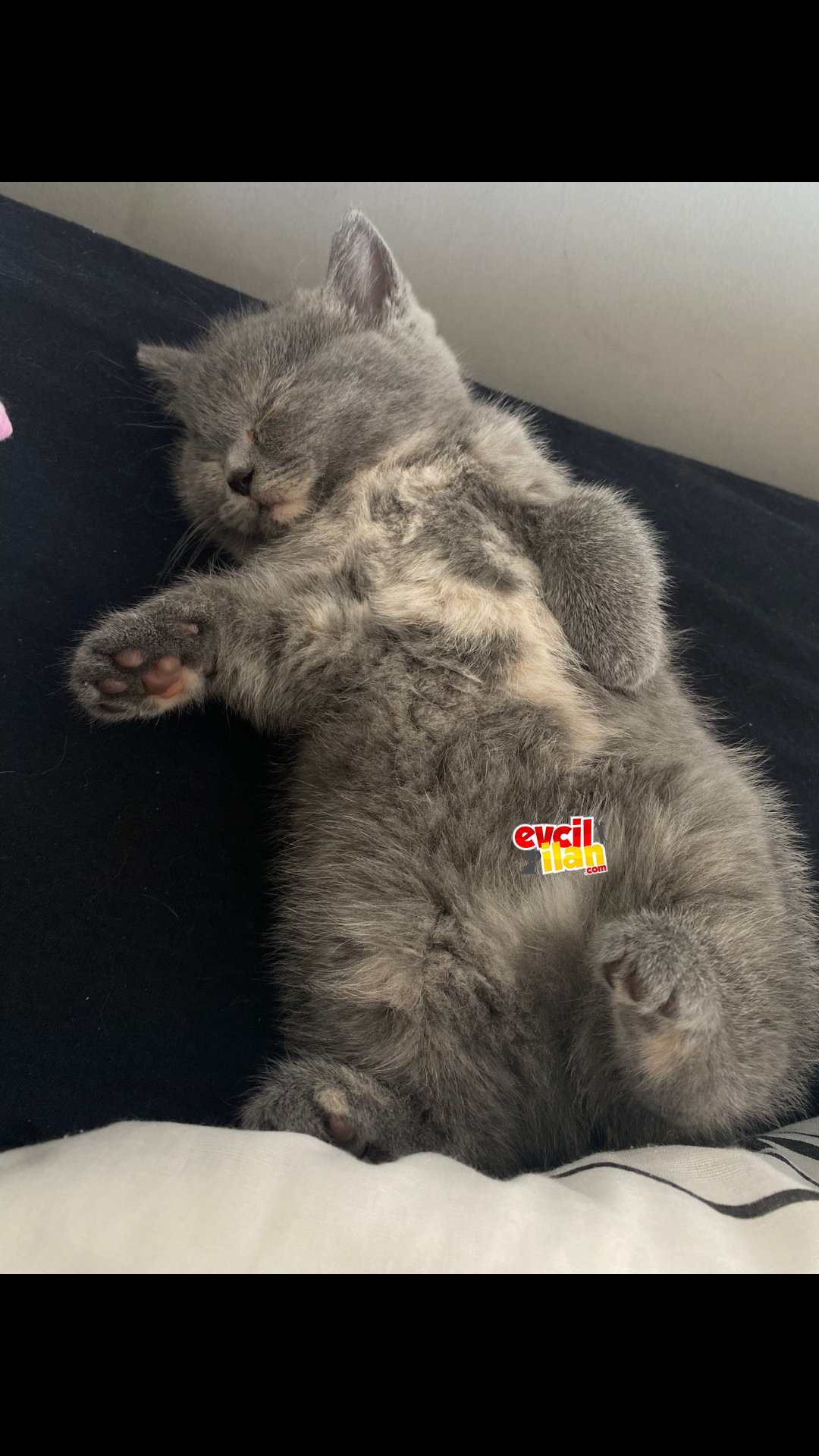 BRİTİSH SHORTHAİR 