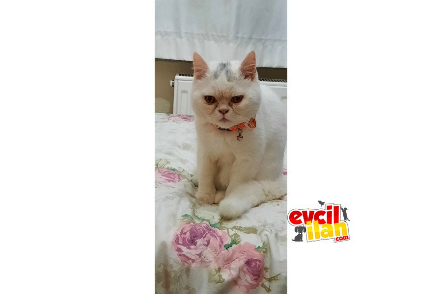 BRİTİSH SHORTHAİR 