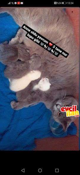 British shorthair 