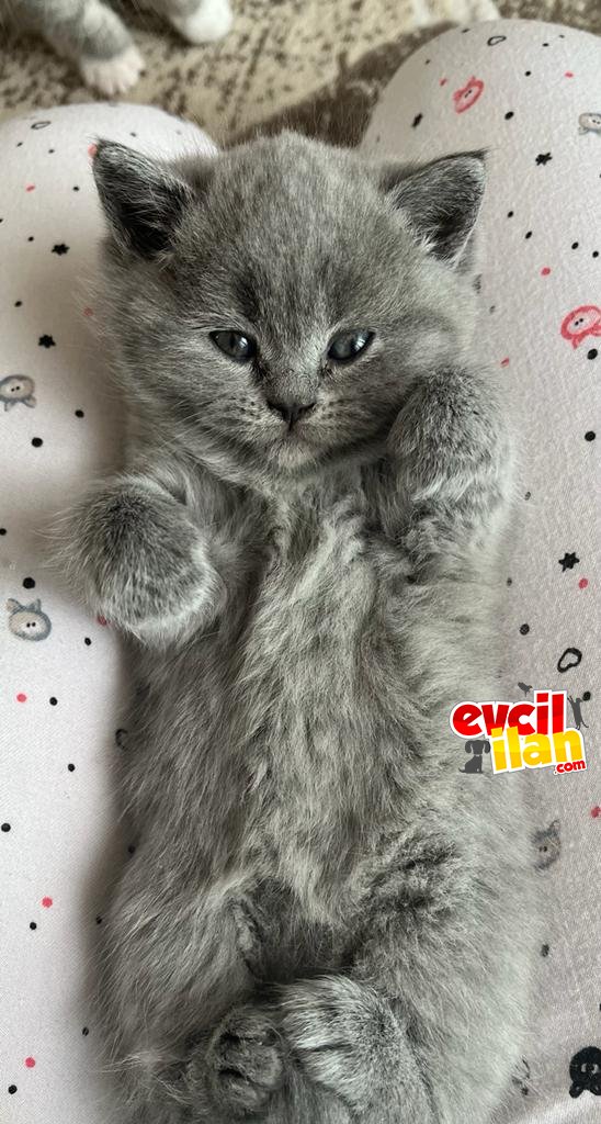 British Shorthair