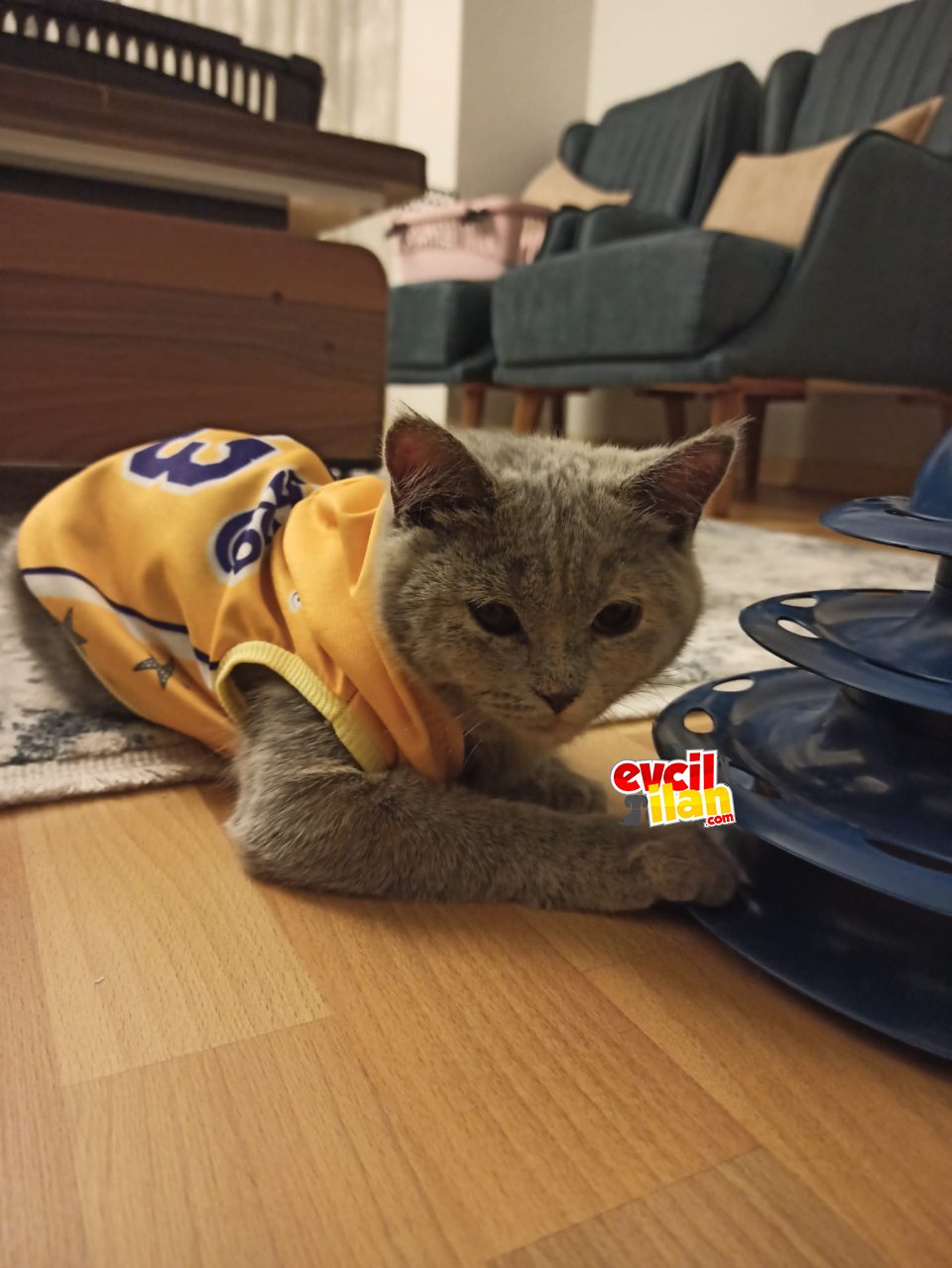 British Shorthair