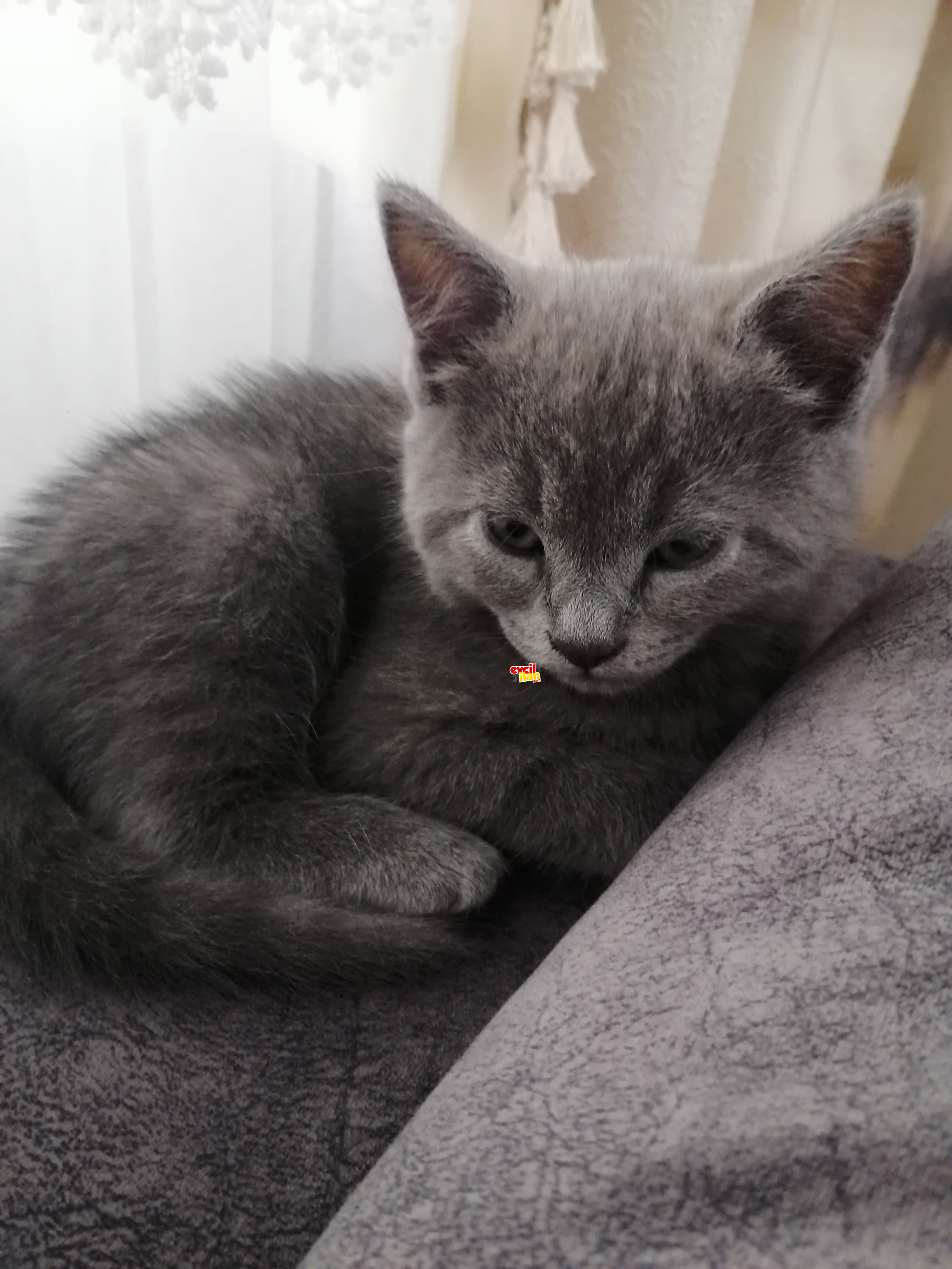 British shorthair 