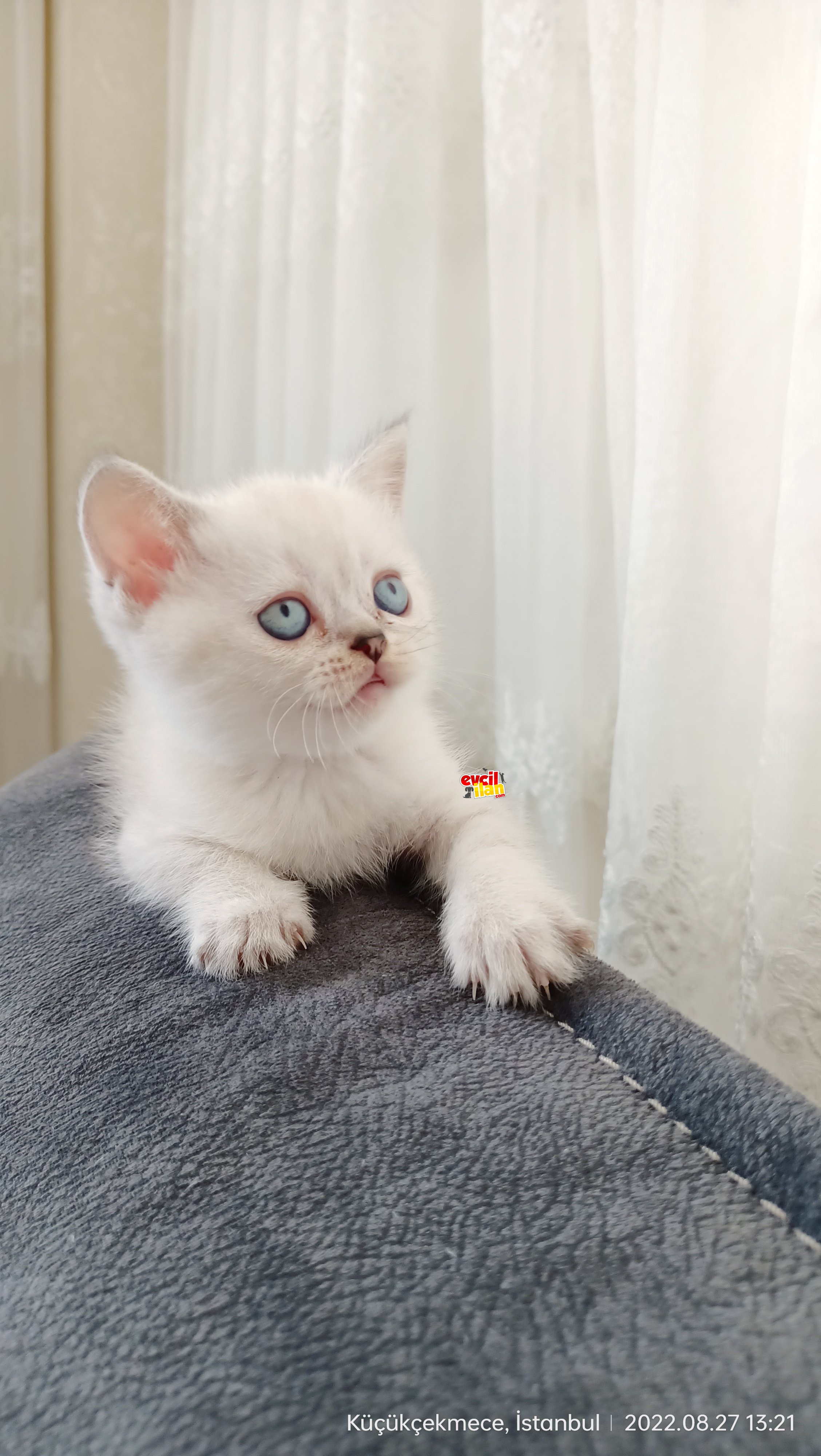 British shorthair 