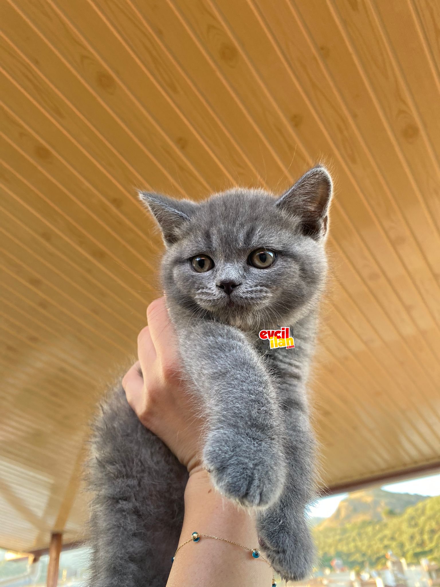 british shorthair