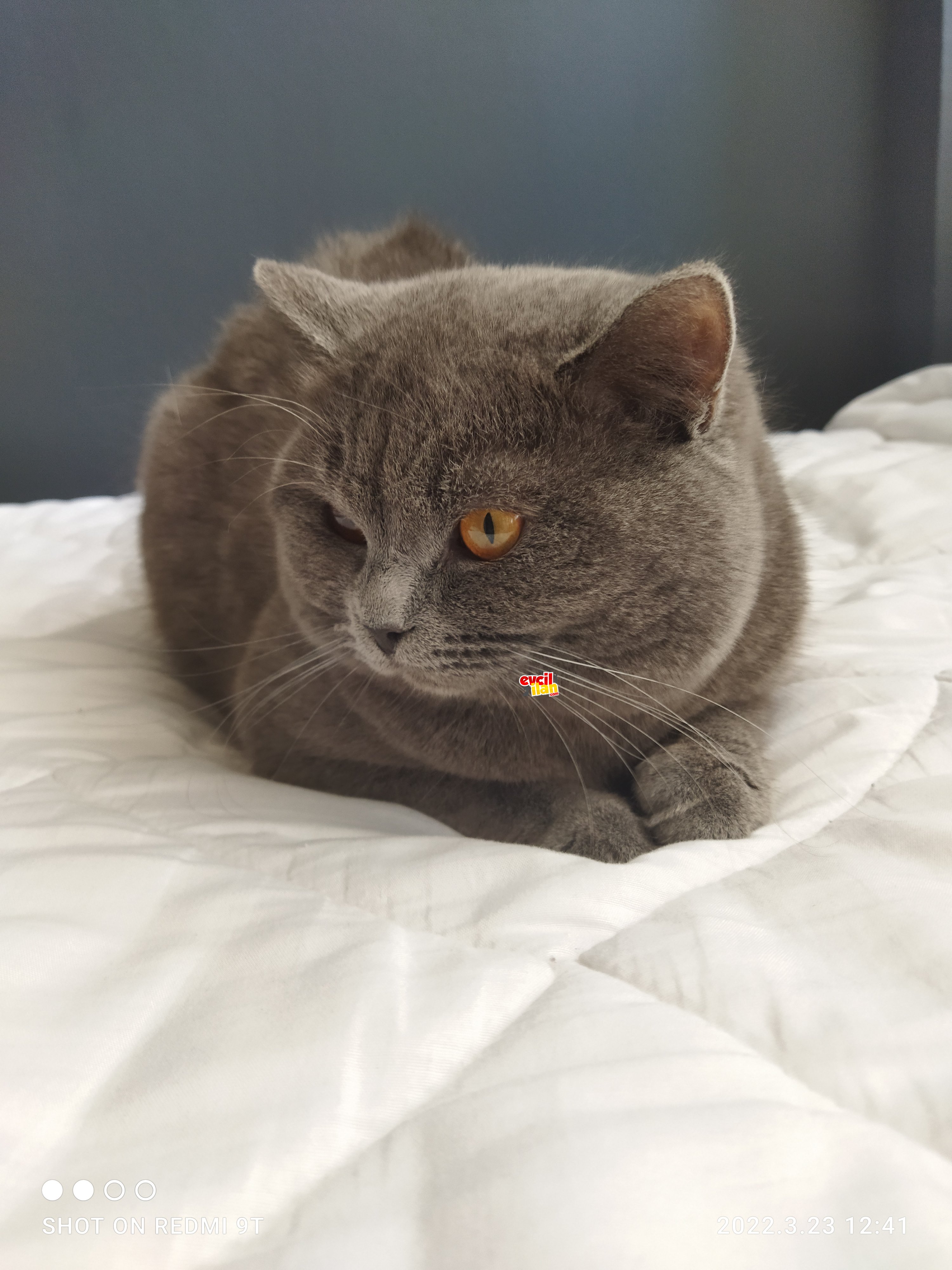 British shorthair