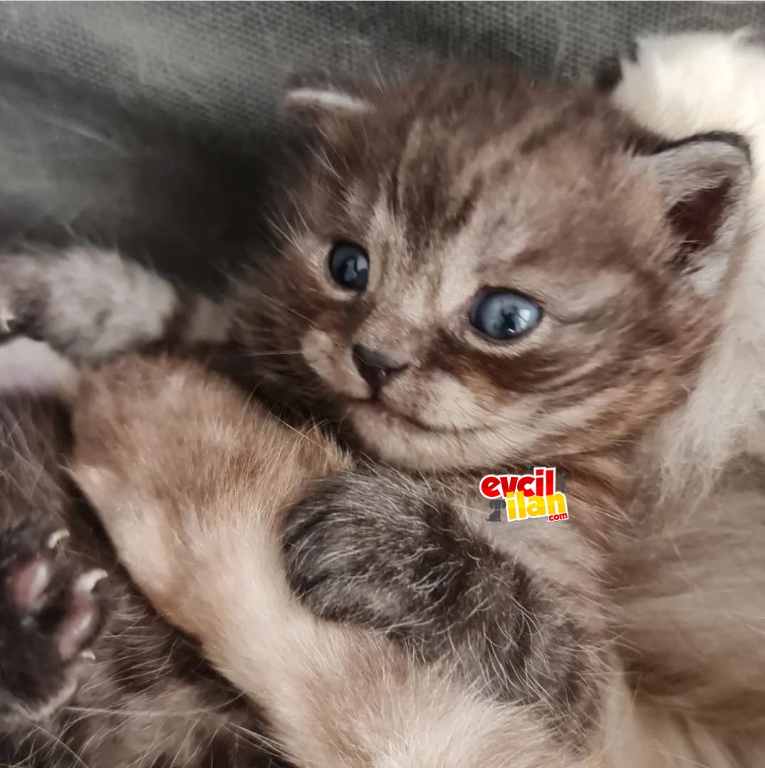 BRITISH SHORTHAIR