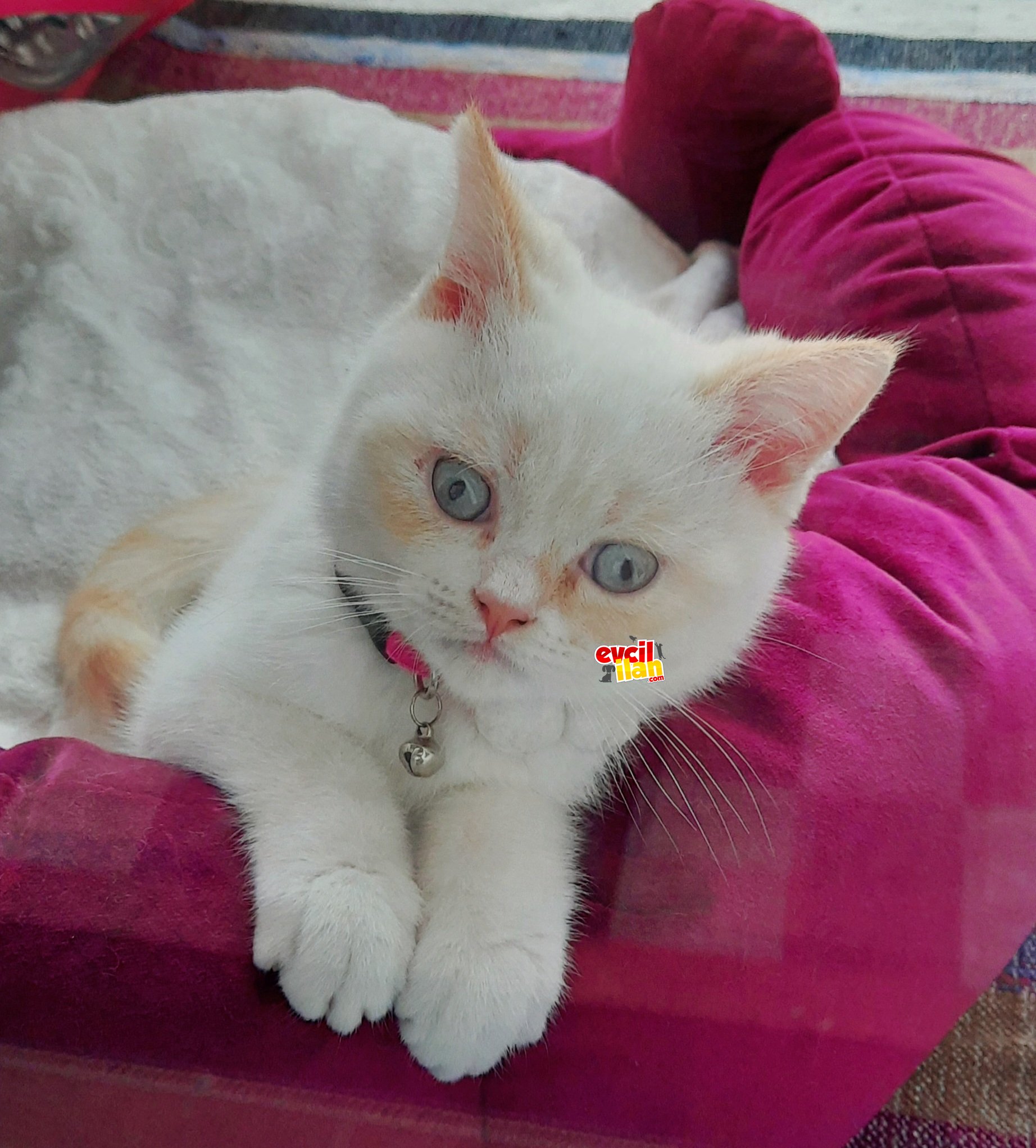 British shorthair 