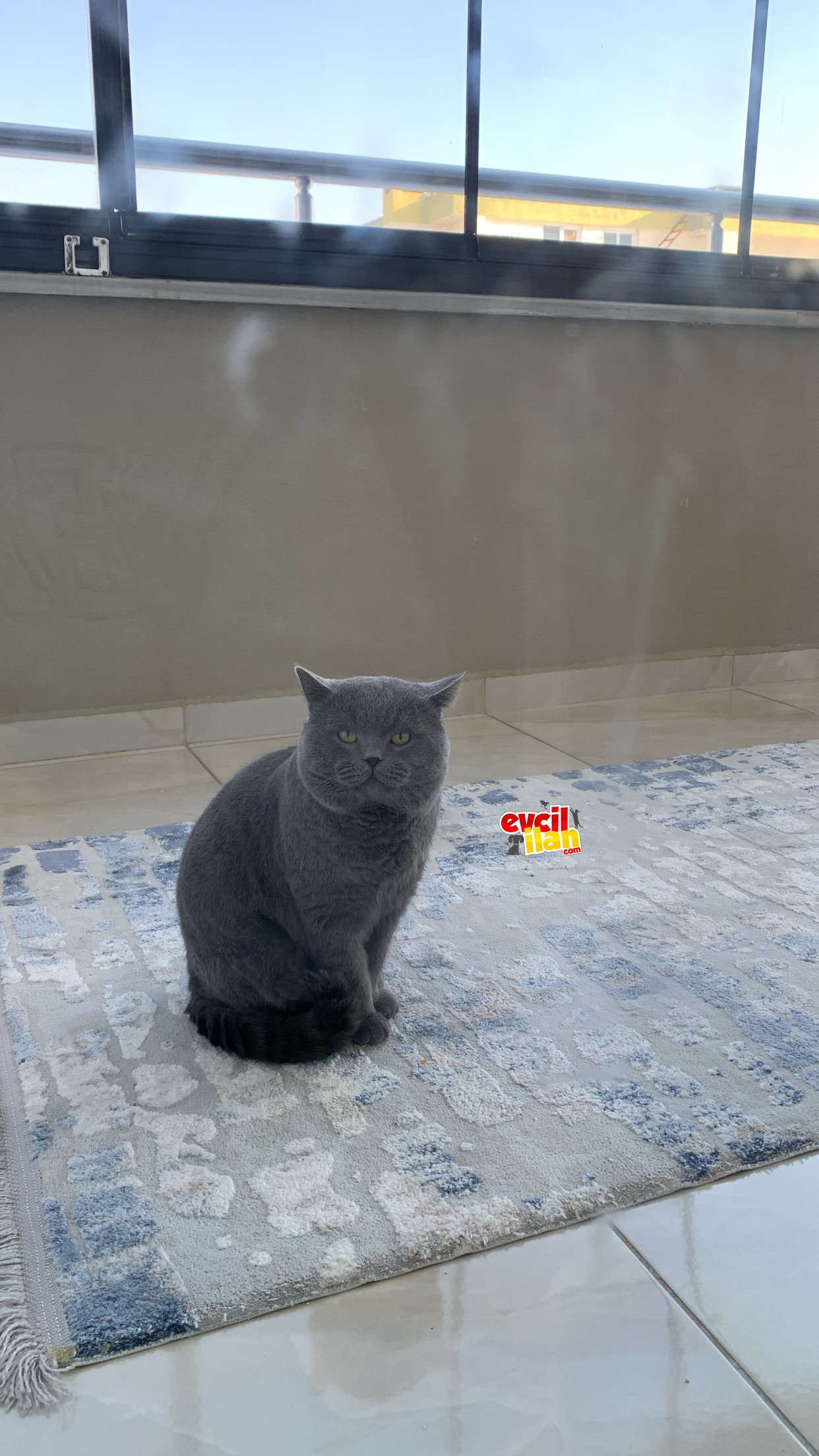 British Shorthair 