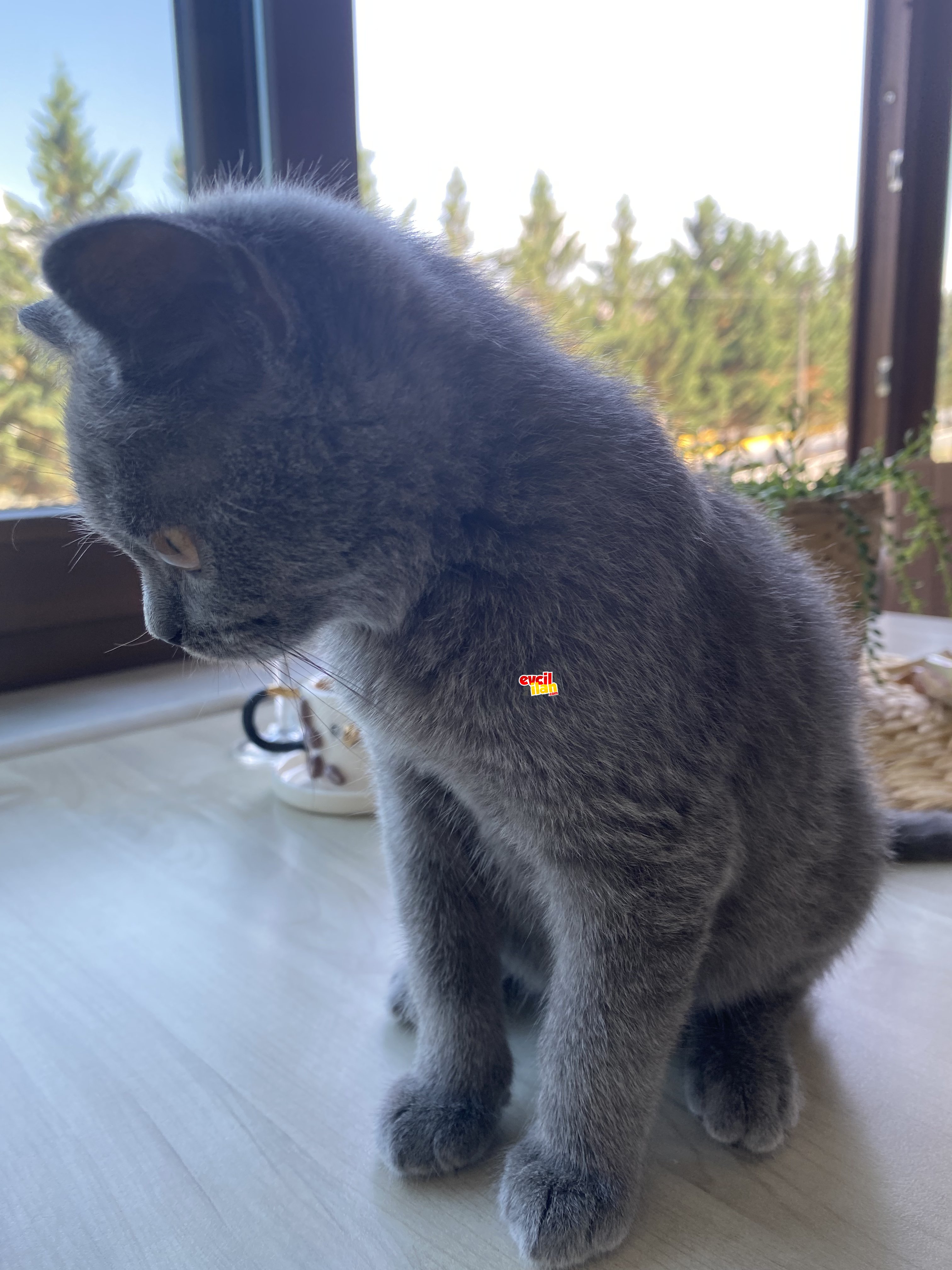 British shorthair 