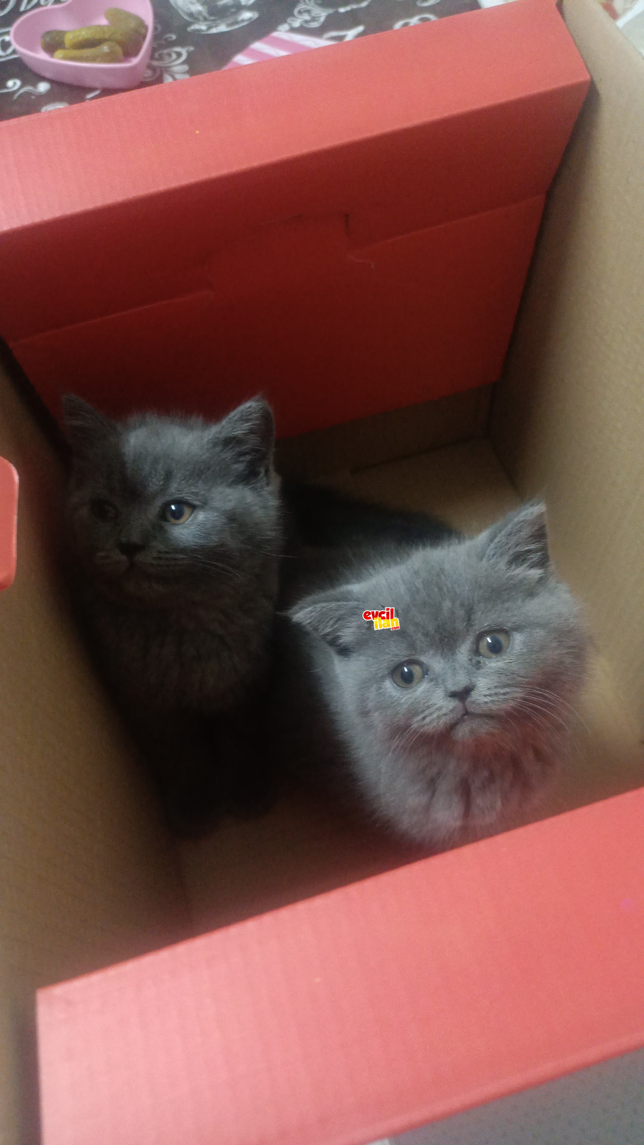 British shorthair