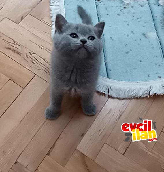 British shorthair 