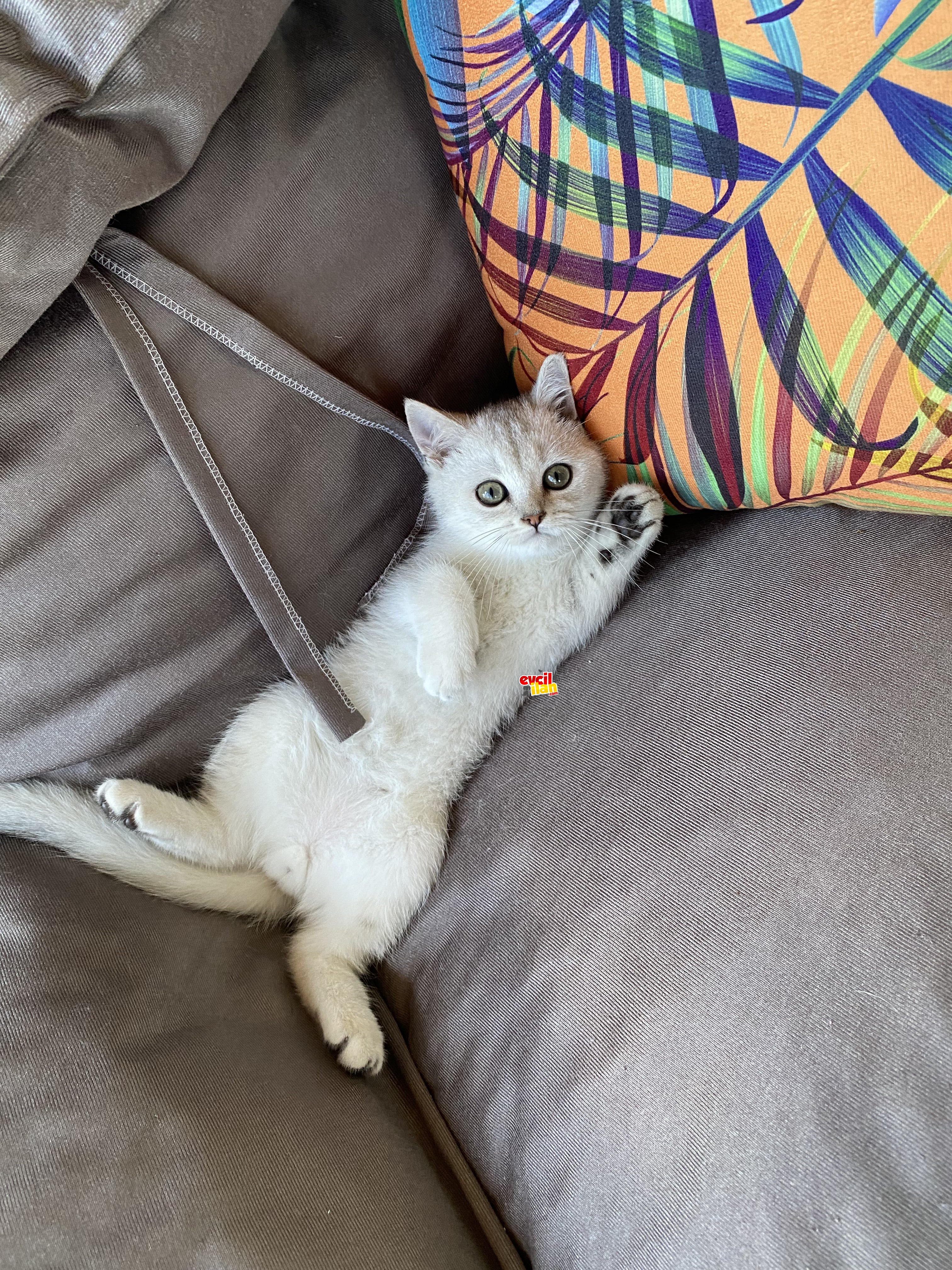 British shorthair