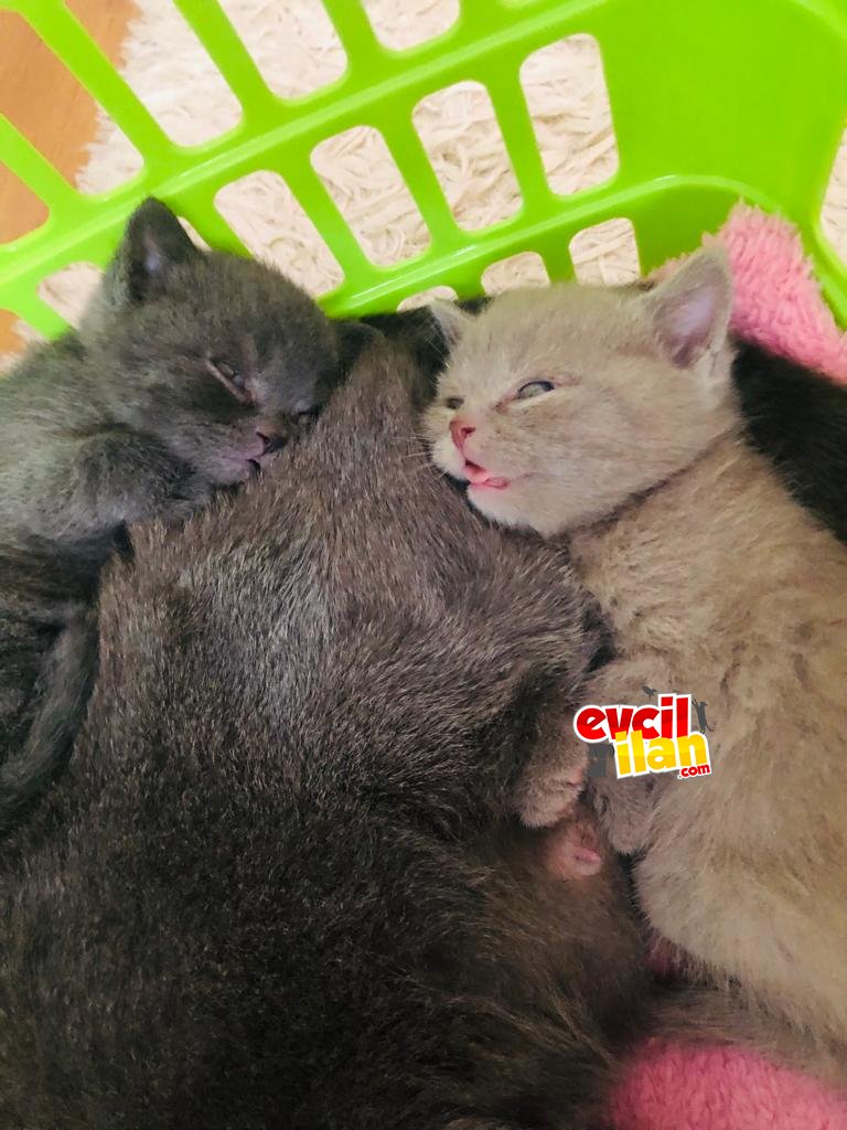 BRİTİSH SHORTHAİR