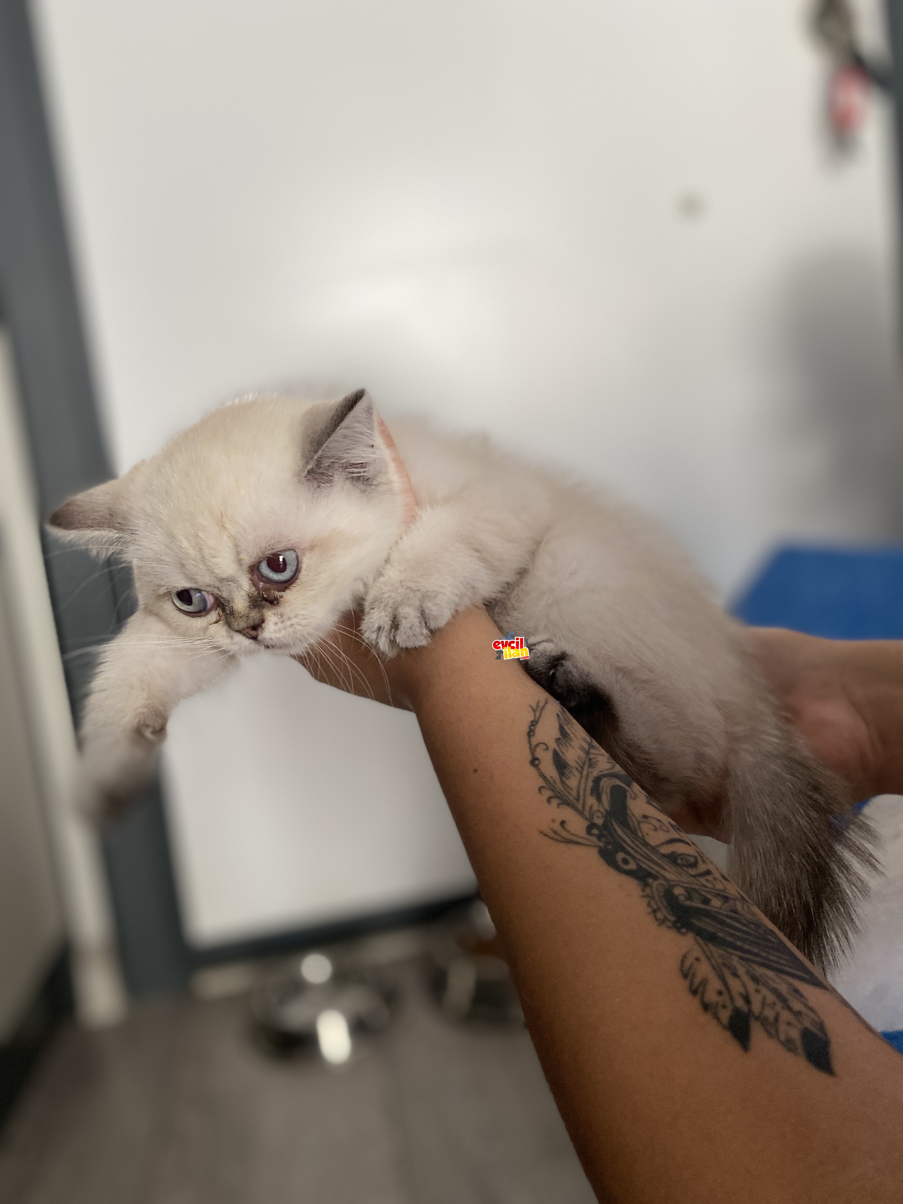 British shorthair 