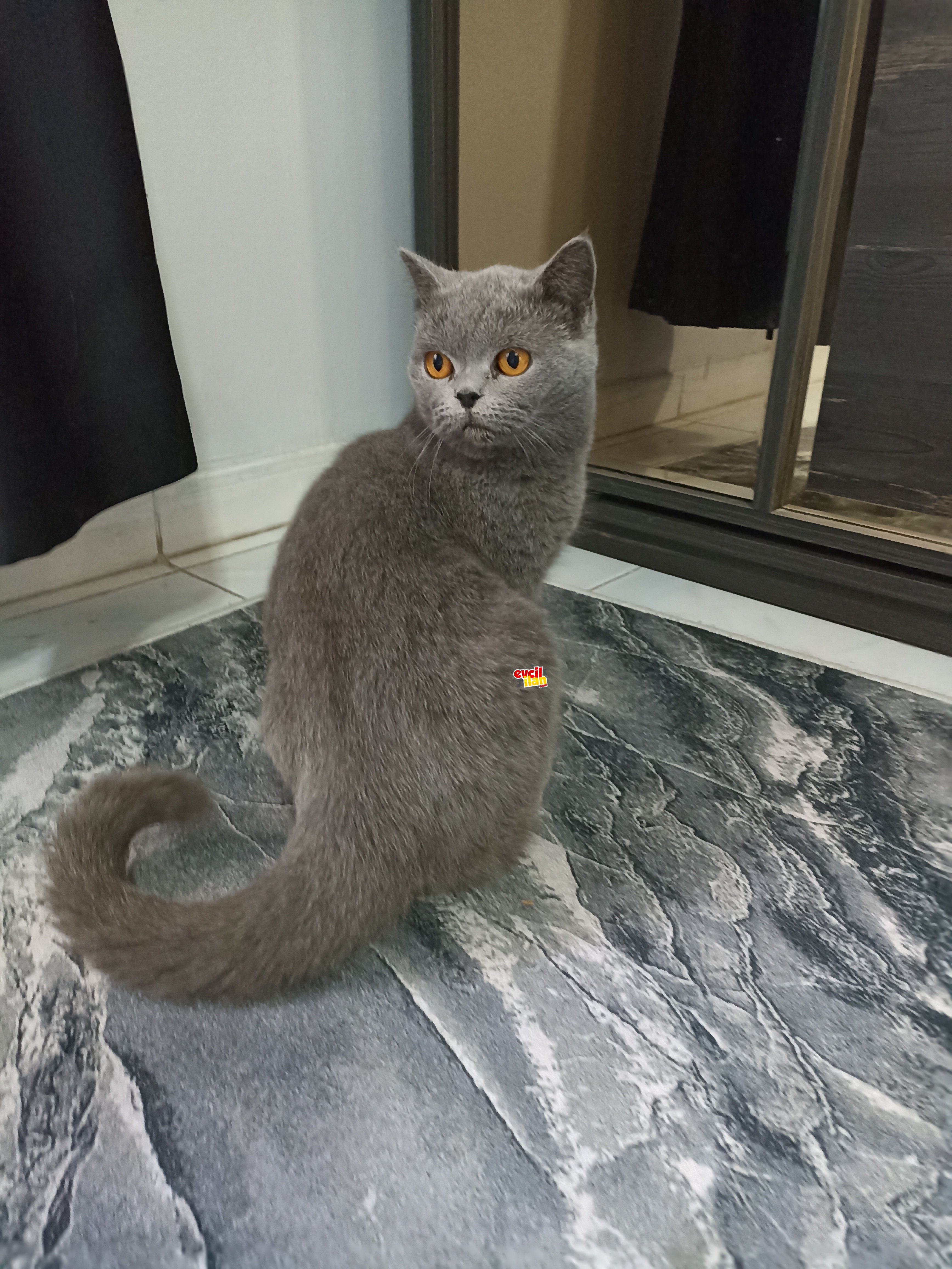 British shorthair 