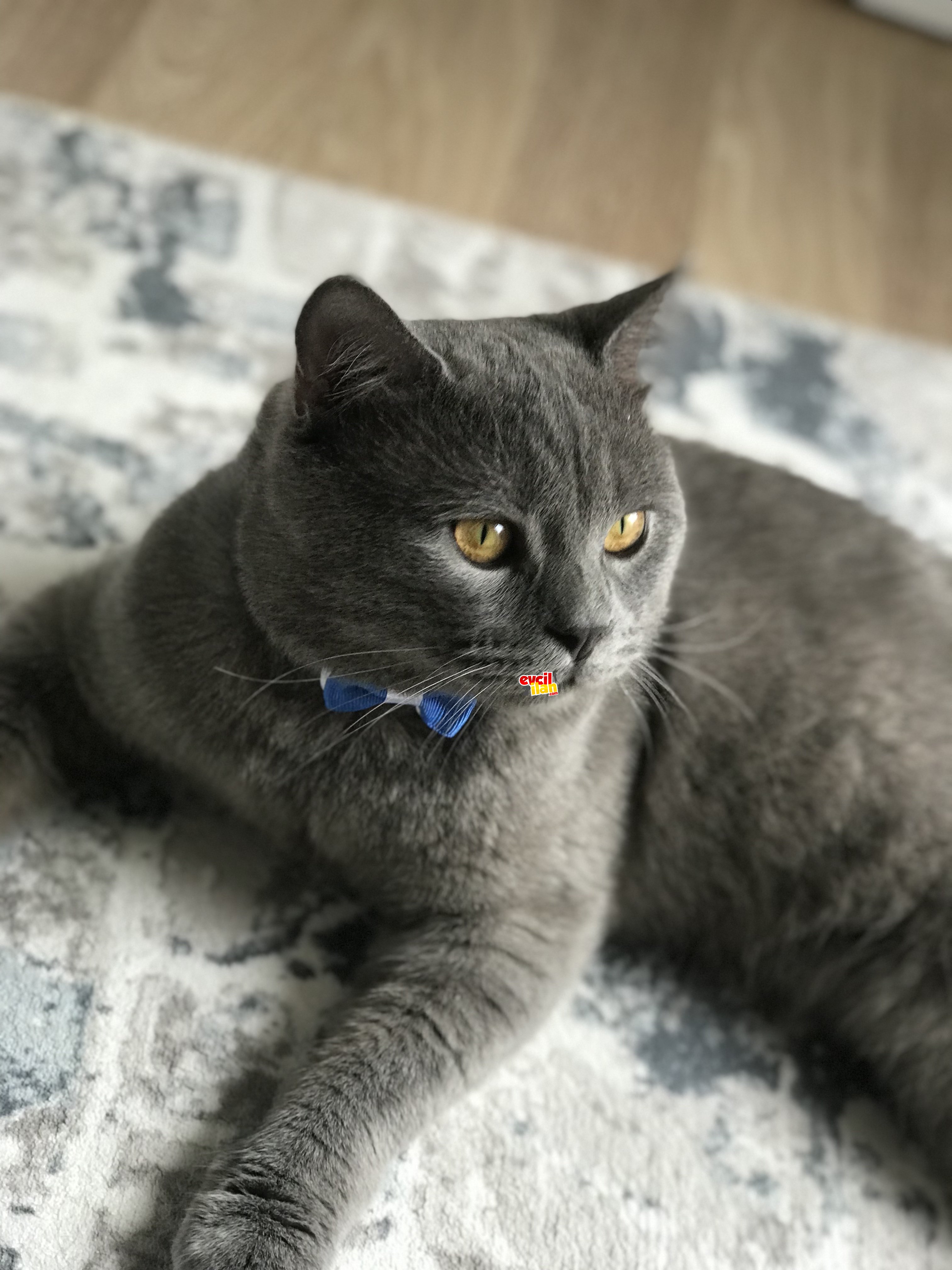 British shorthair 