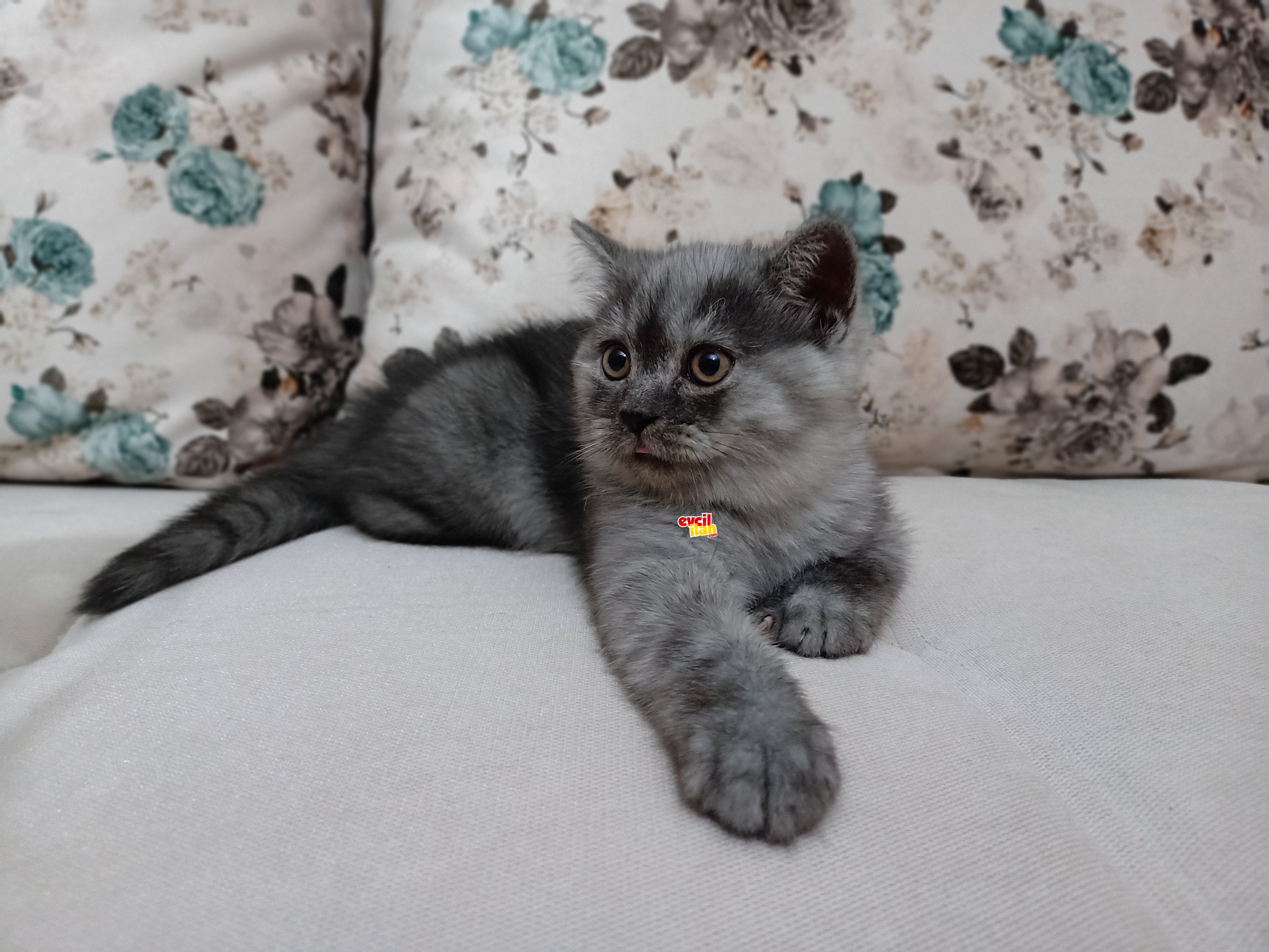 British shorthair 