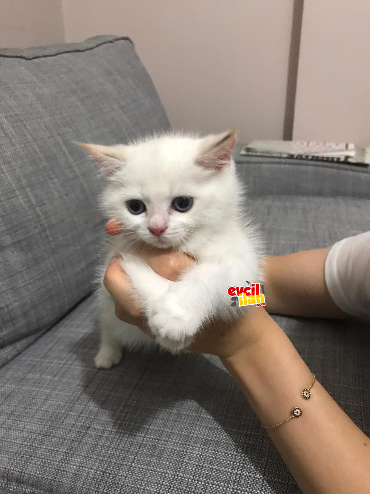 British shorthair 1300tl