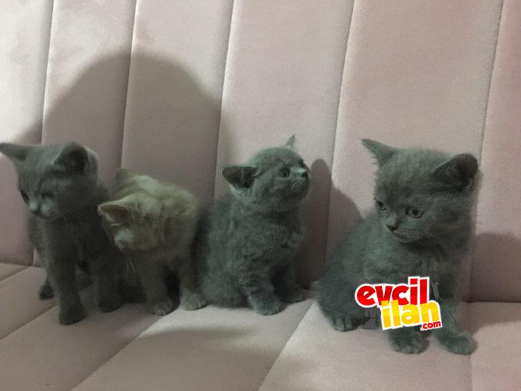 British shorthair 