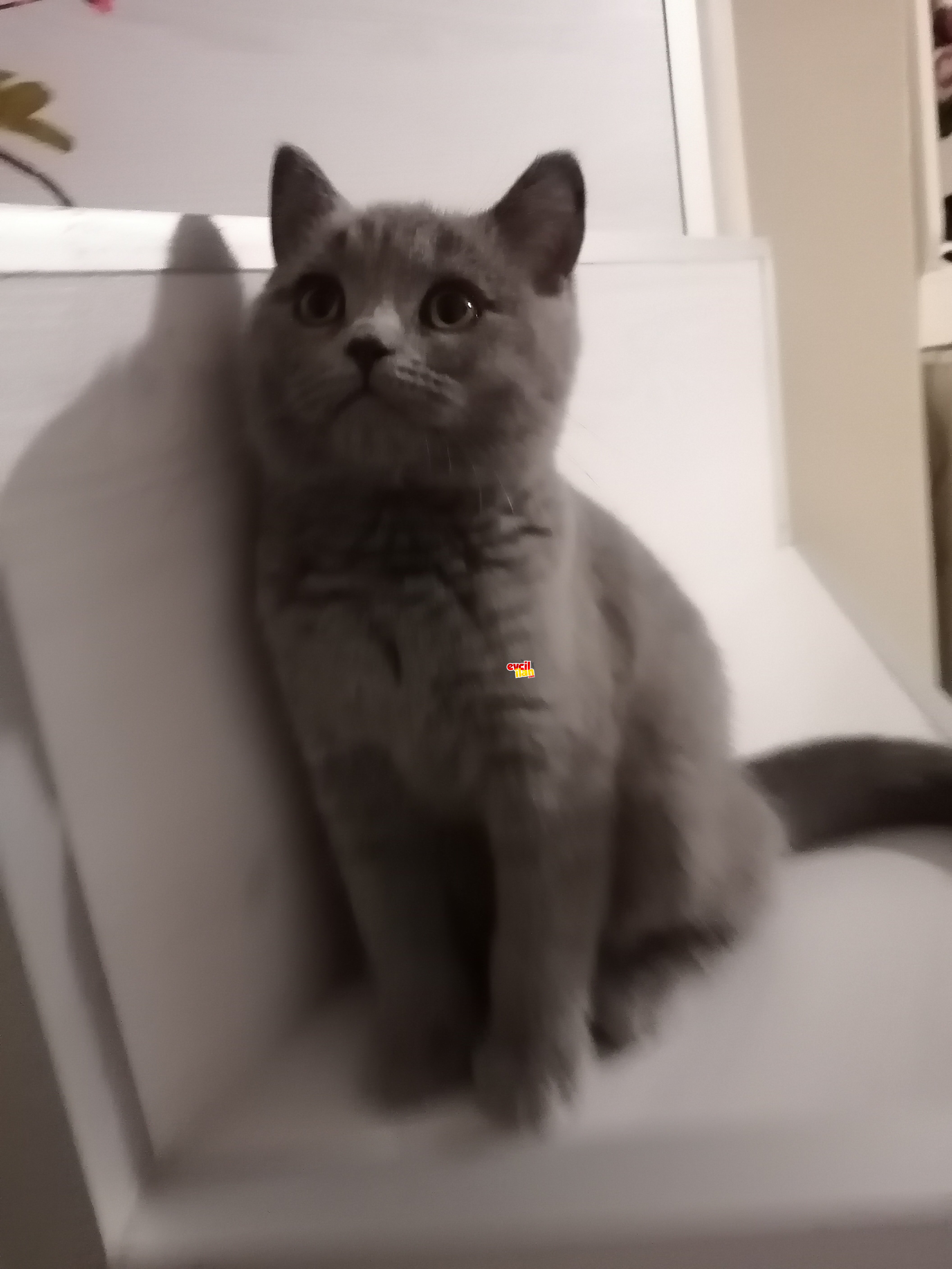 British shorthair 