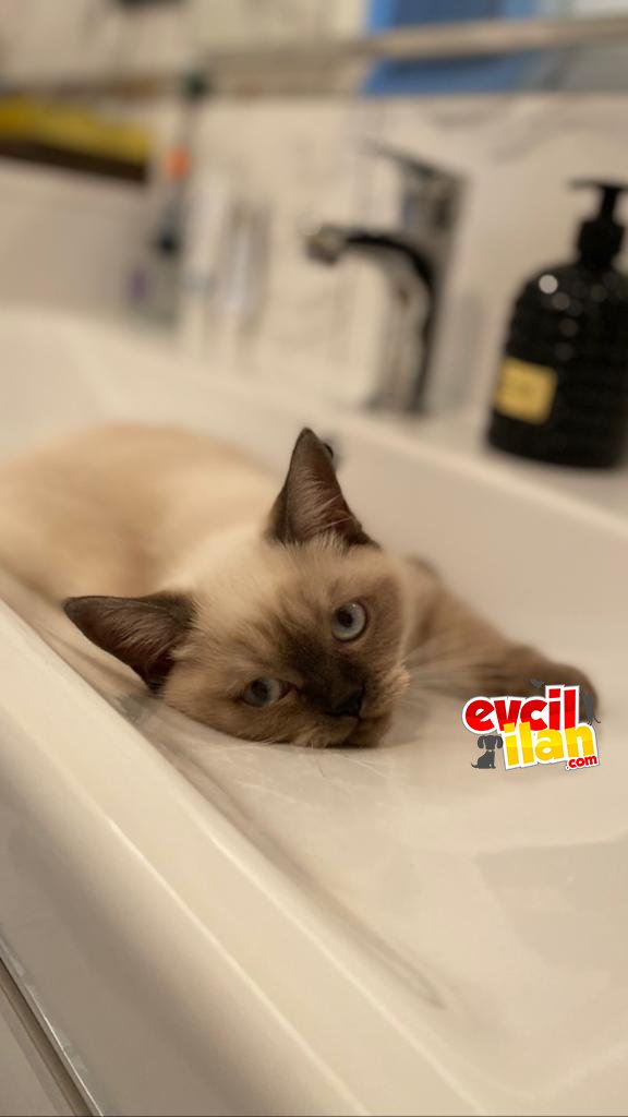 BRİTİSH SHORTHAİR 