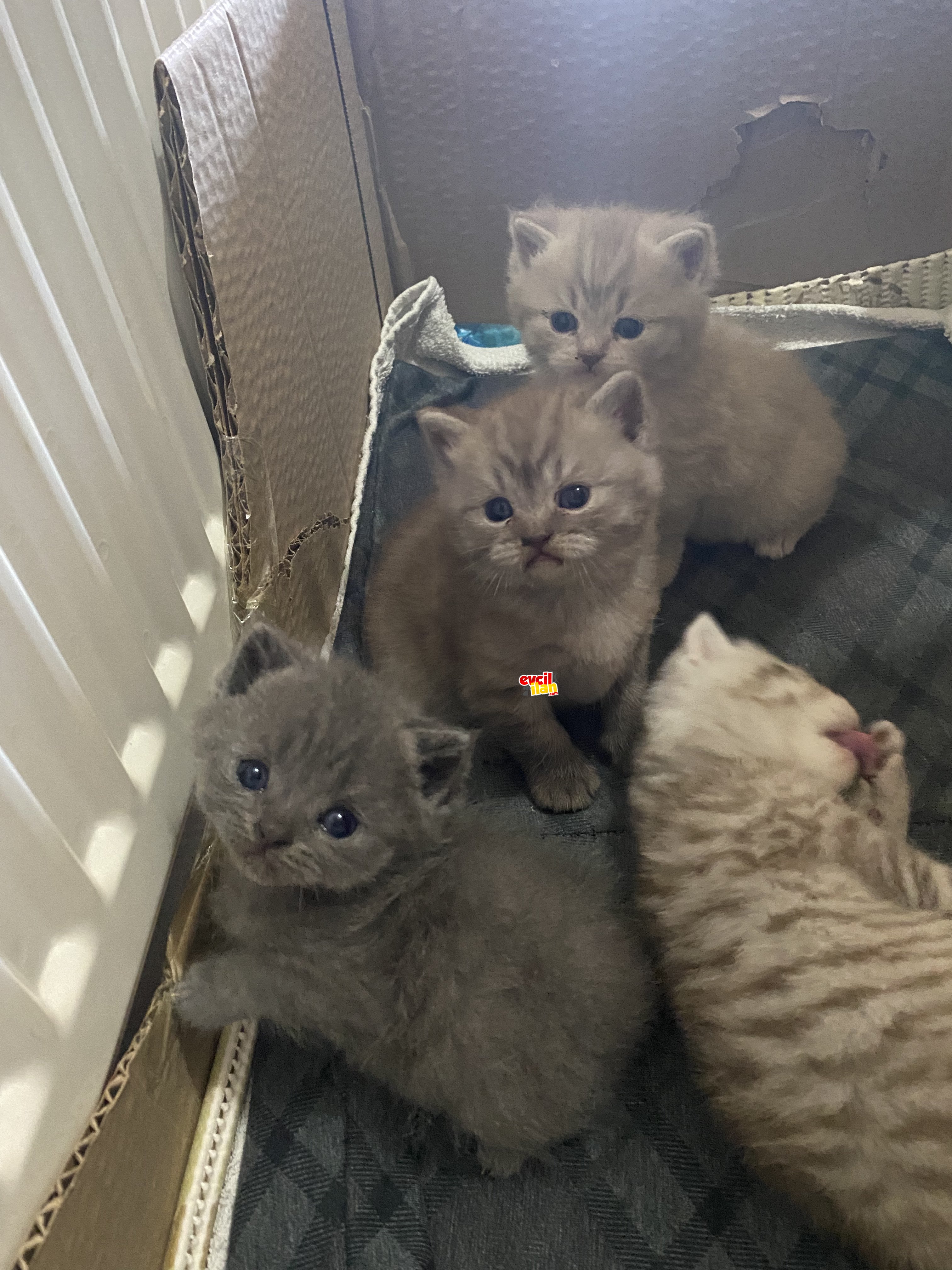 British shorthair