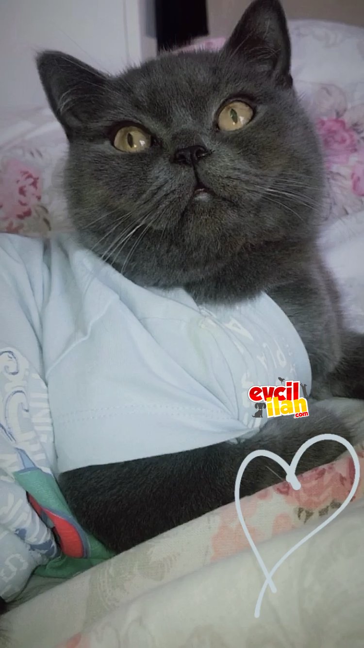British shorthair