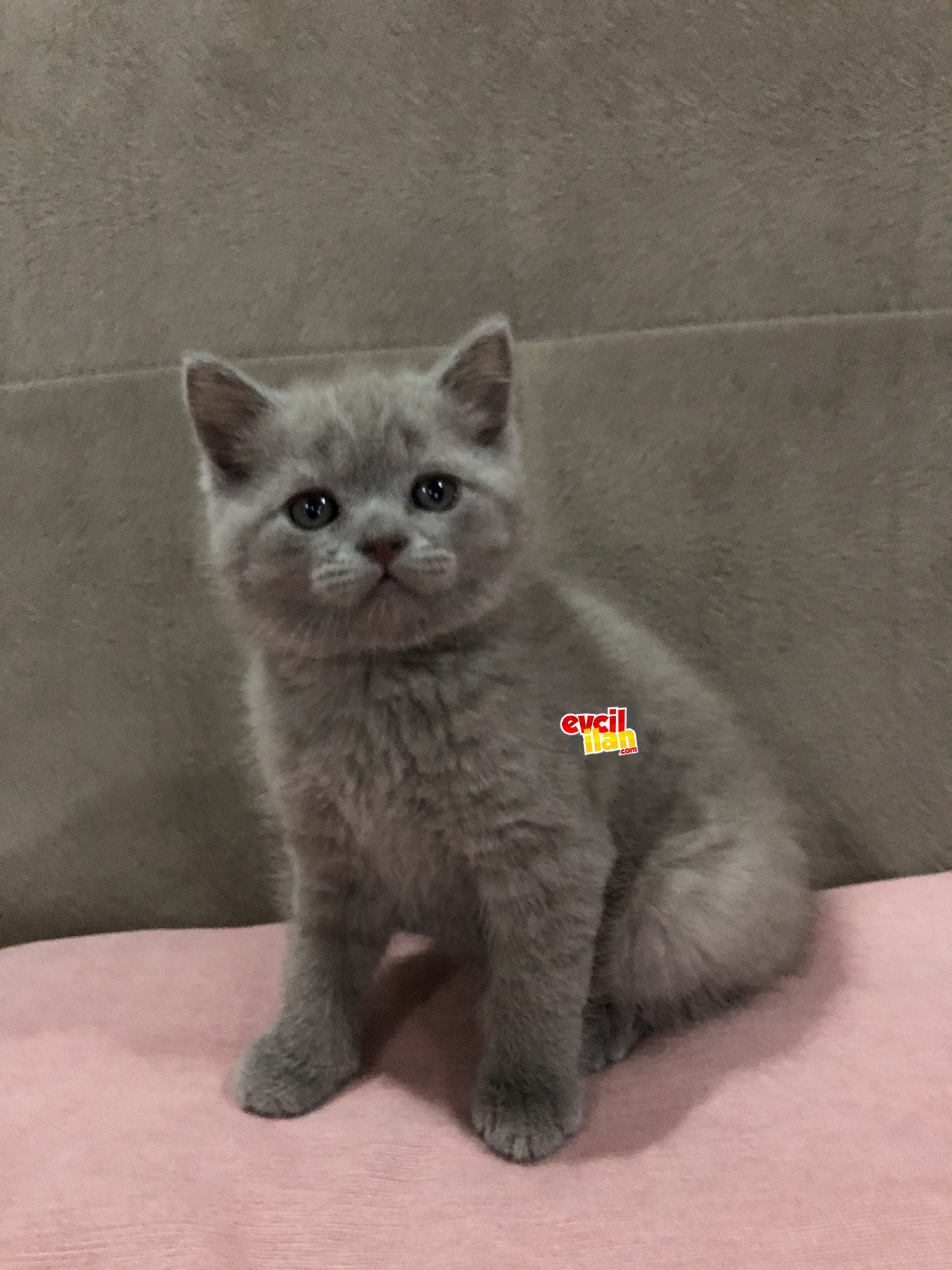 British Shorthair
