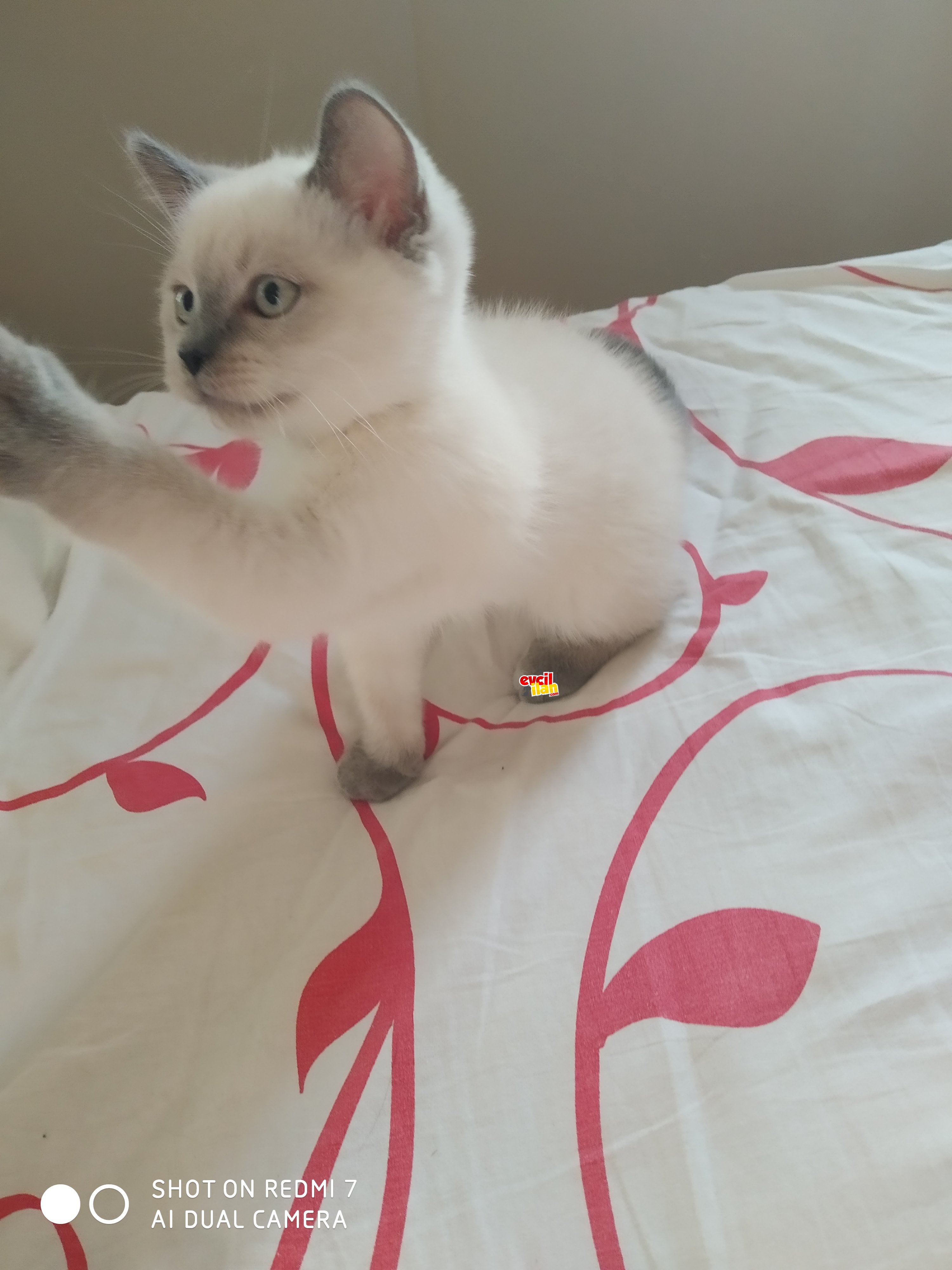 British shorthairbluepoint yavrumuza yuva arayışındayız 